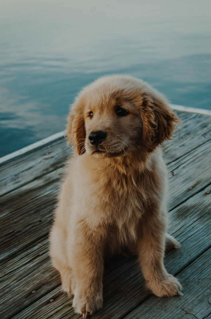 Dog Aesthetic 桌布 壁紙 — 一隻毛茸茸的金毛尋回犬幼犬平靜地坐在風化的木棧道旁平靜的藍色水面上。