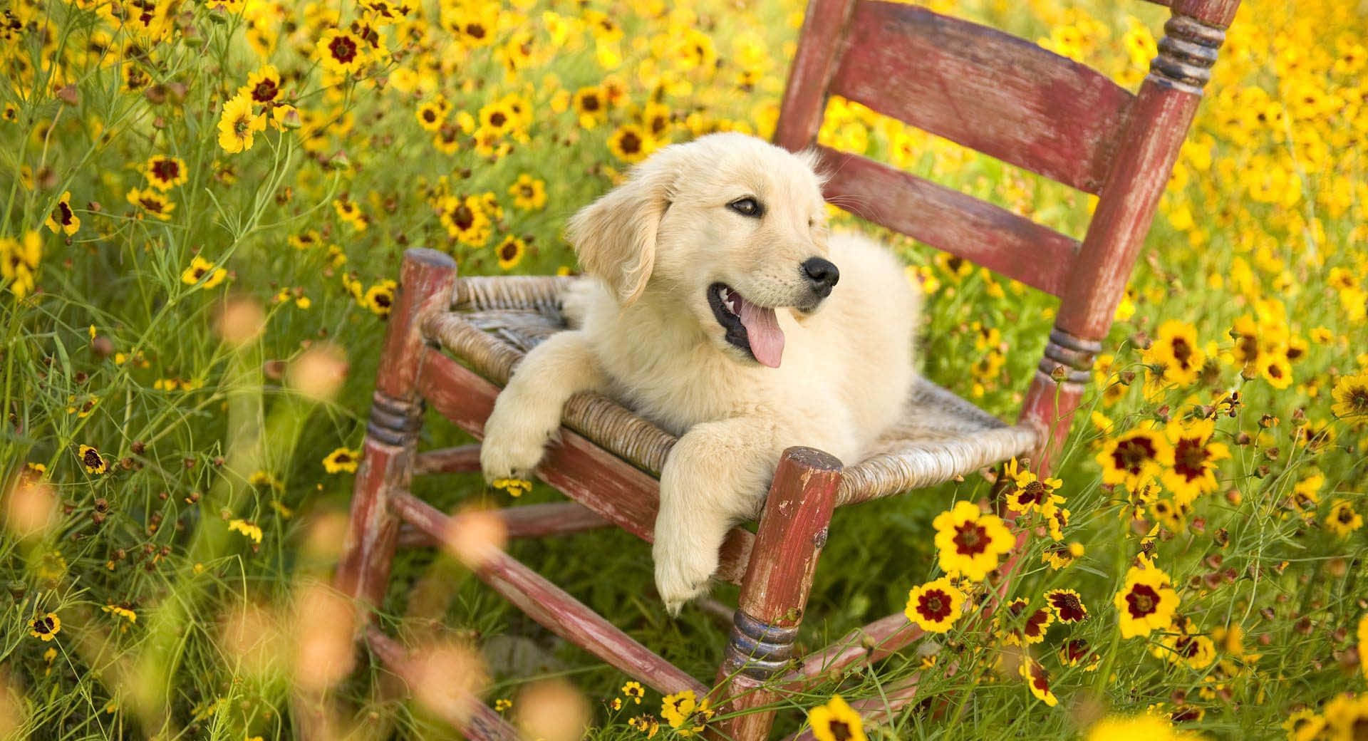 黃金獵犬 桌布 壁紙 — 一隻毛茸茸的金毛尋回犬幼犬快樂地躺在一張風化的木椅上，周圍是充滿活力的黃色野花田。