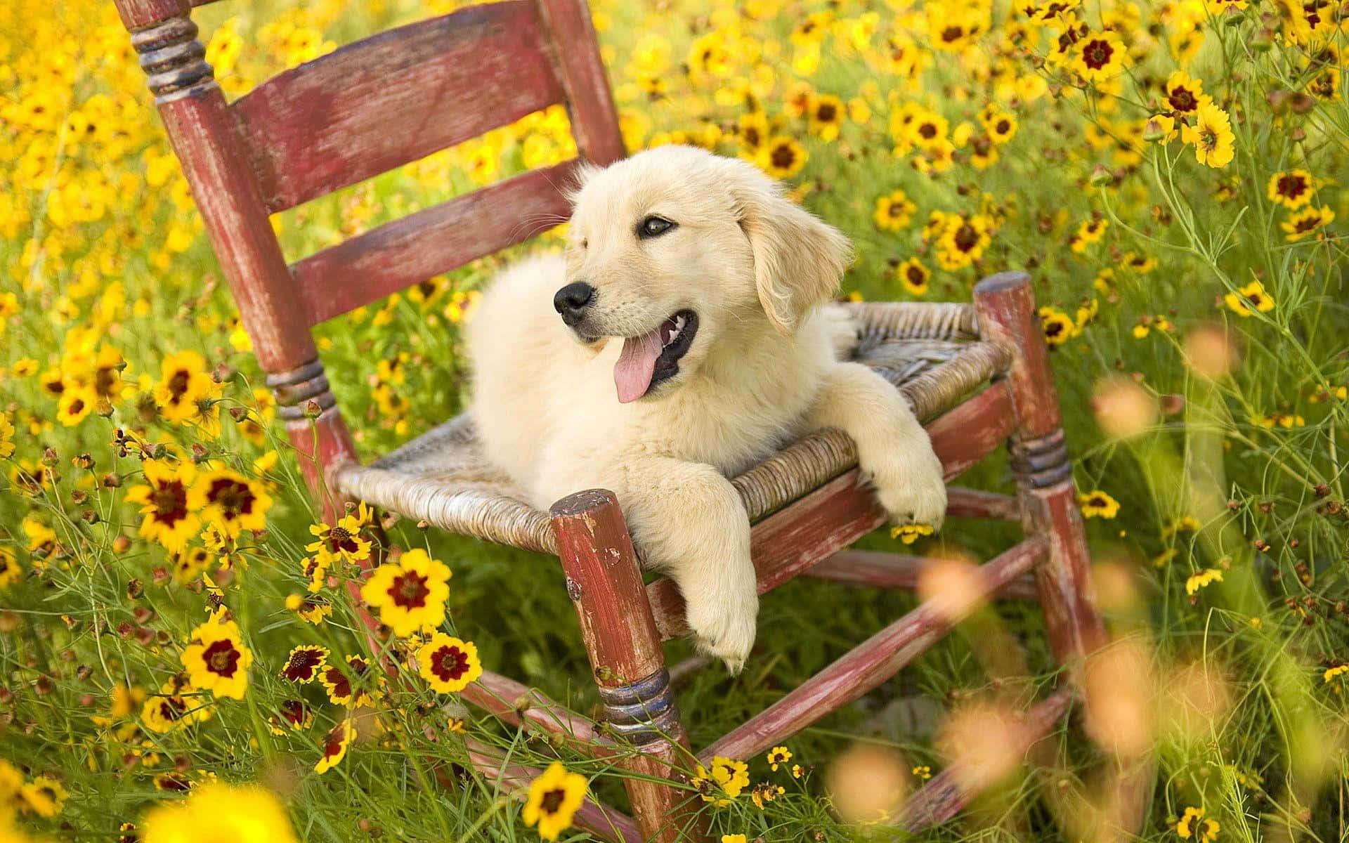 Aesthetic Dog 桌布 壁紙 — 一隻毛茸茸的金毛尋回犬幼犬愉快地躺在一張飽經風霜的木椅上，周圍是鮮豔的黃色野花。
