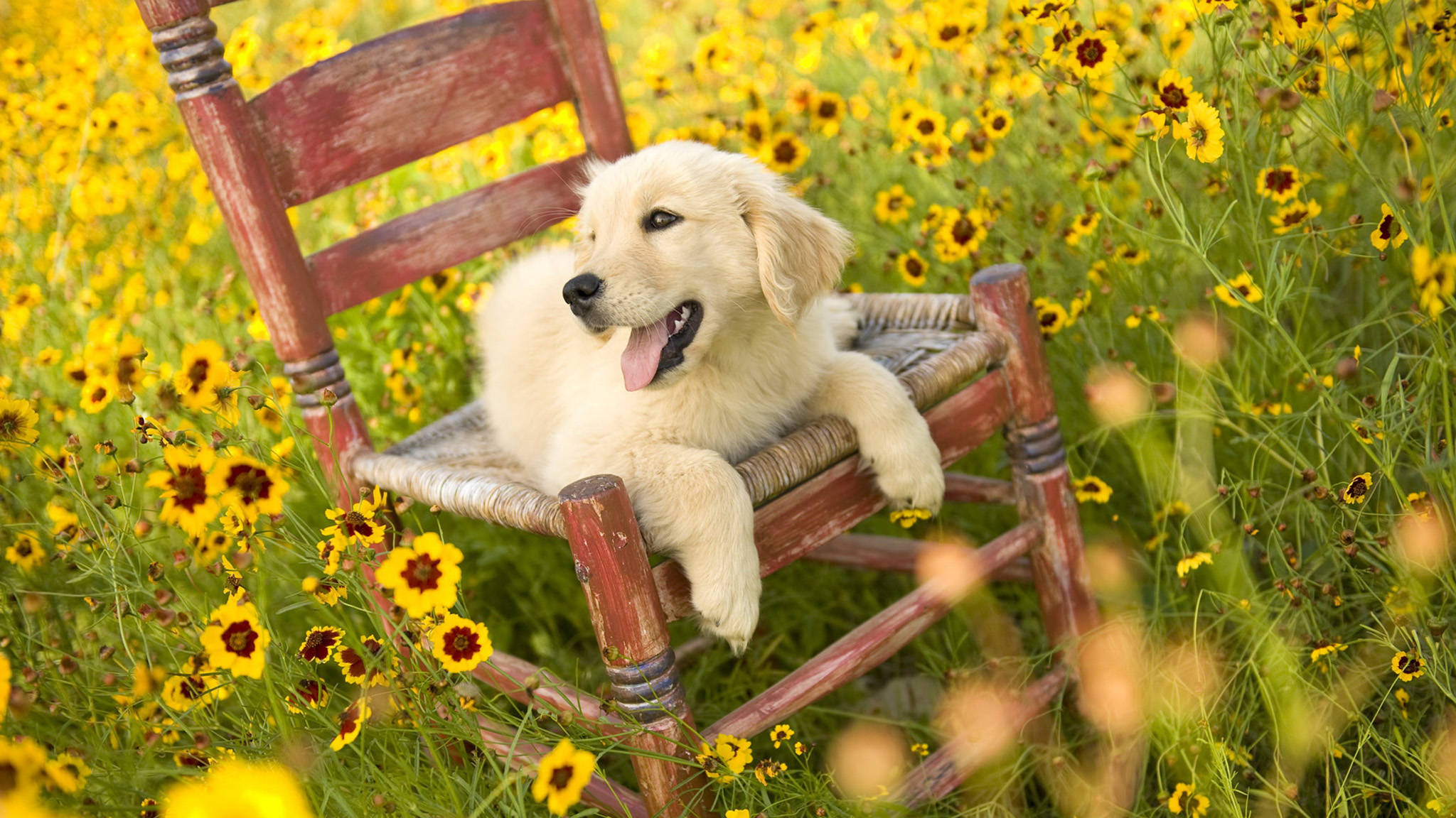 黃金獵犬幼犬 桌布 壁紙 — 一隻毛茸茸的金毛尋回犬幼犬愉快地躺在一張風化的木搖椅上，周圍是充滿活力的黃色花田。