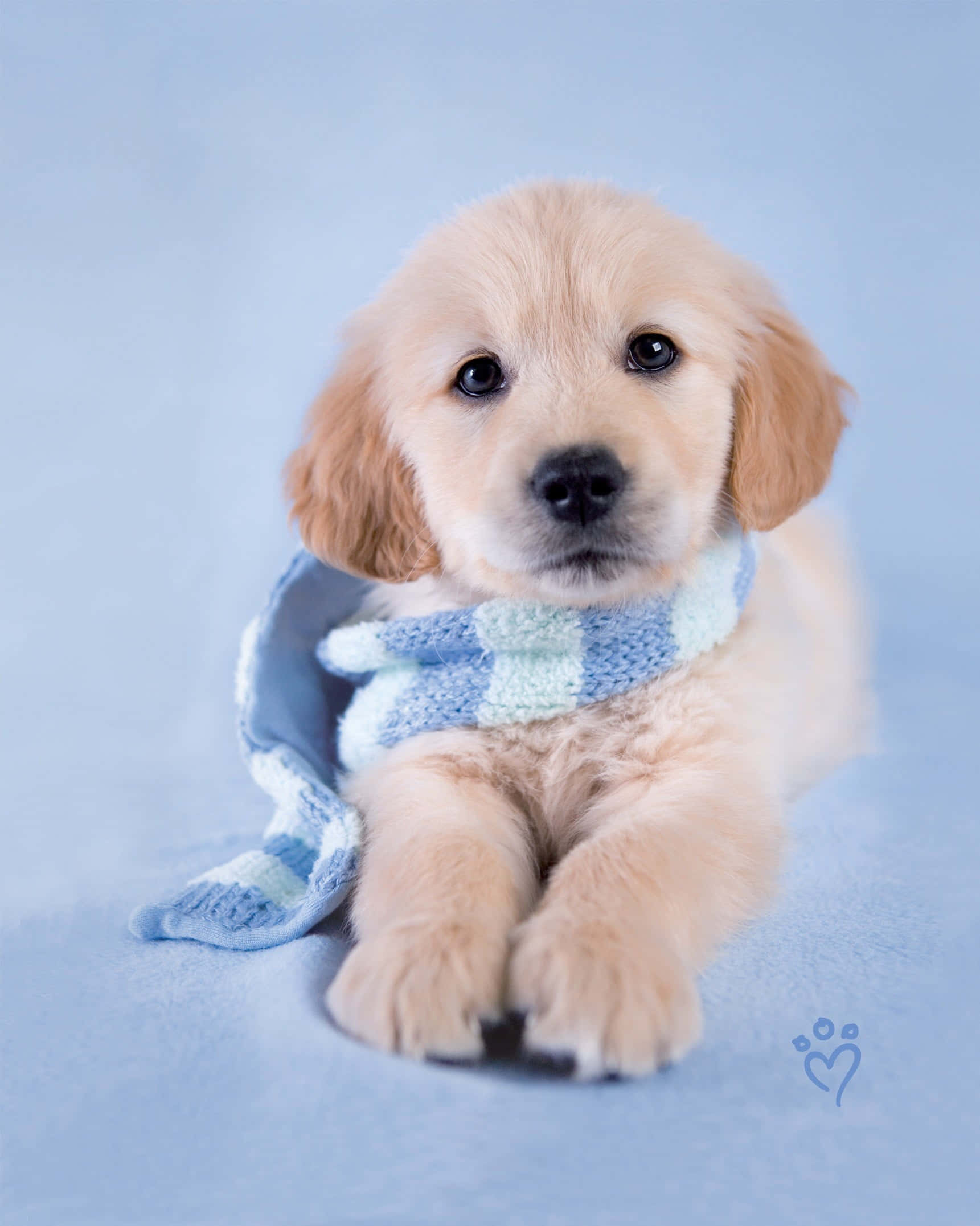 golden retriever puppy 桌布 壁紙 — 一隻毛茸茸的金毛尋回犬幼犬戴著藍白相間的針織圍巾，坐在柔軟的藍色表面上，直視鏡頭。