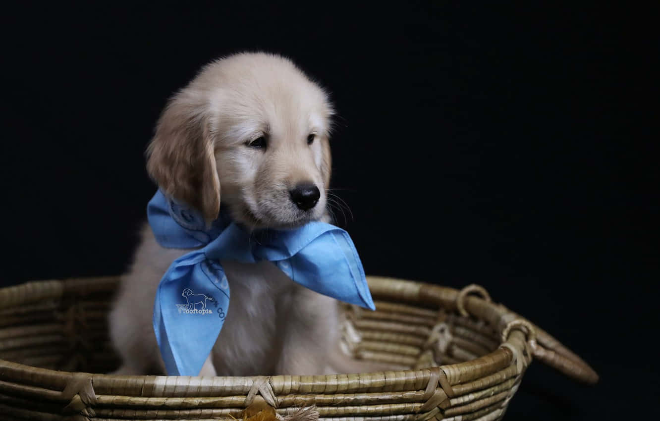 golden retriever puppy 桌布 壁紙 — 一隻毛茸茸的金毛尋回犬幼犬戴著藍色頭巾，靜靜地坐在黑色背景前的編織籃子裡。