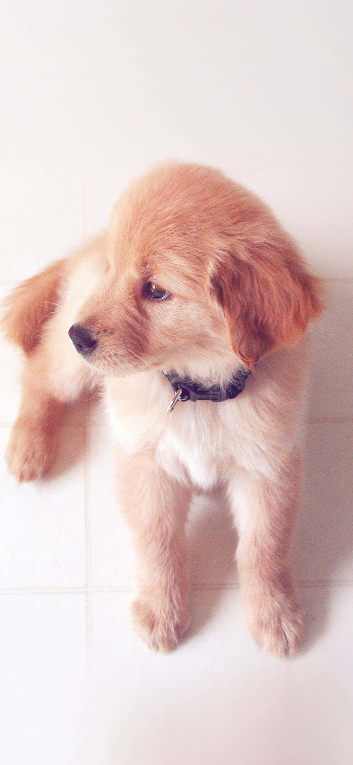 Cute Aesthetic Dog 桌布 壁紙 — 一隻毛茸茸的金毛尋回犬幼犬戴著黑色項圈站在白色瓷磚地板上，用柔軟的棕色眼睛向上看。