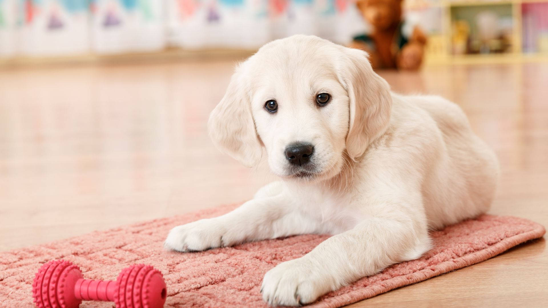 puppy dog eyes 桌布 壁紙 — 一隻毛茸茸的金毛尋回犬幼犬躺在室內的粉紅色地毯上，用大大的黑色眼睛凝視著旁邊的紅色玩具啞鈴。