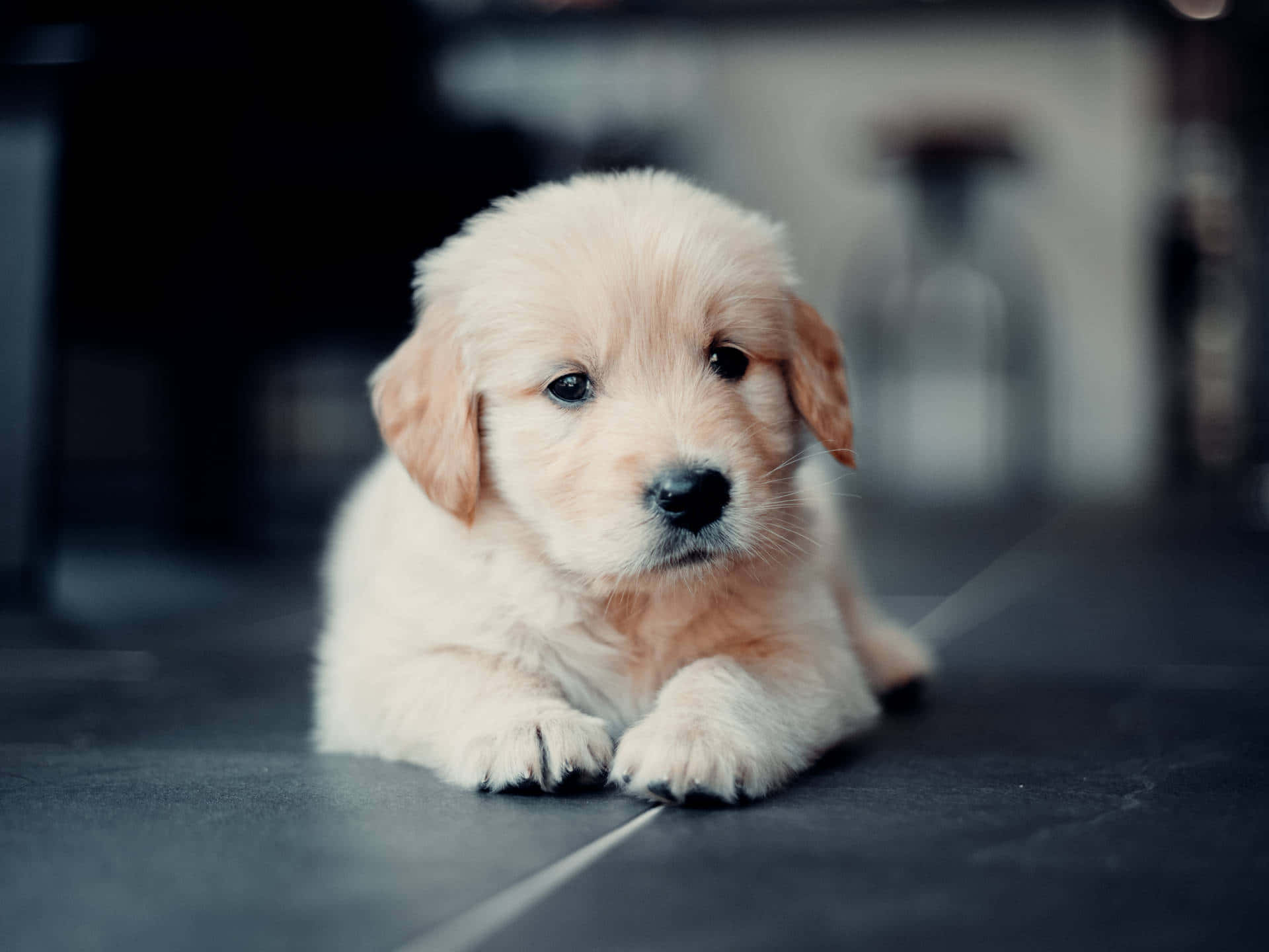 黃金獵犬 桌布 壁紙 — 一隻毛茸茸的金毛尋回犬幼犬躺在深色磁磚地板上，用溫柔的眼神直視鏡頭。