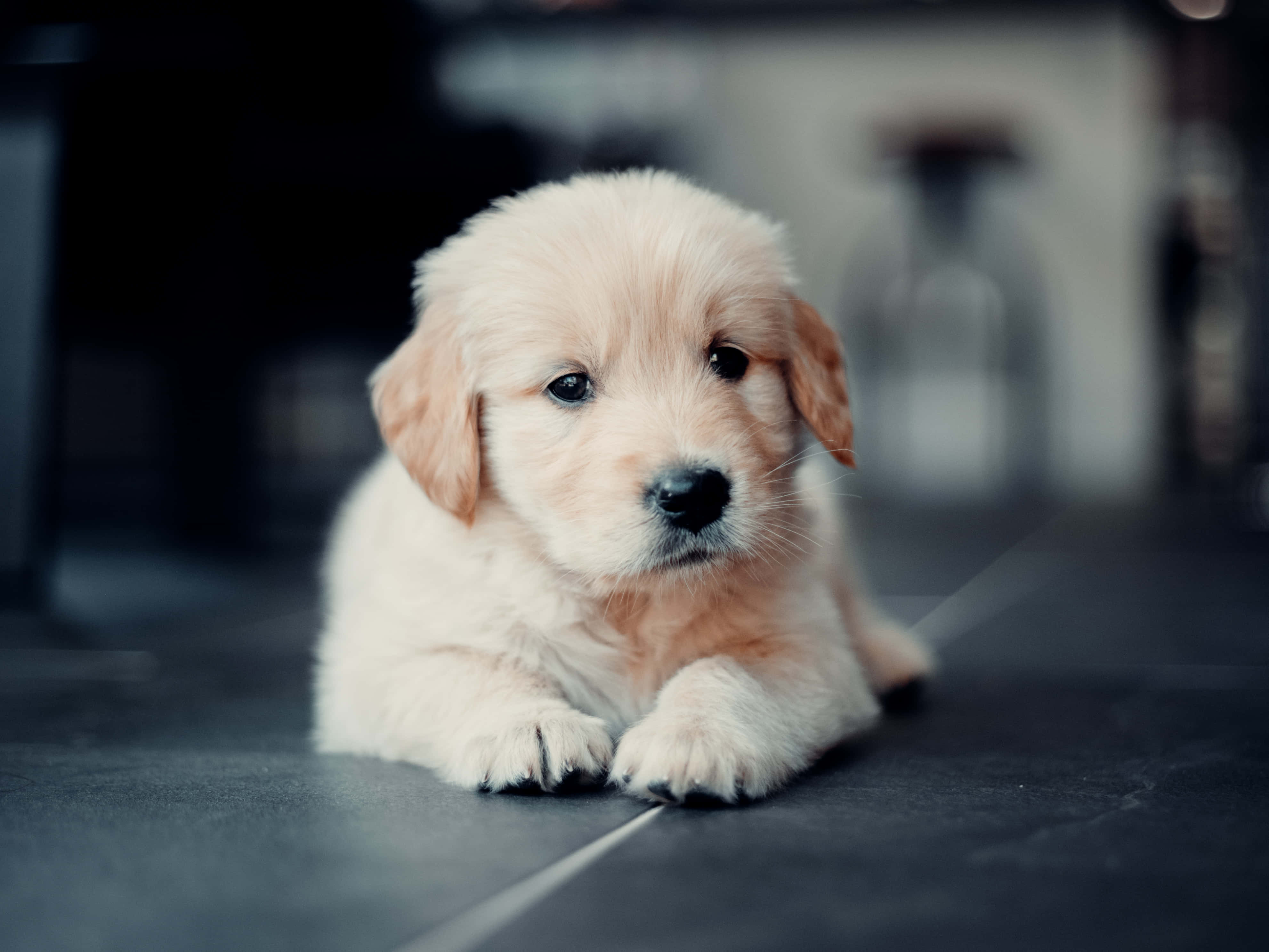 golden retriever puppy 桌布 壁紙 — 一隻毛茸茸的金毛尋回犬幼犬躺在深色瓷磚地板上，背景柔和模糊。