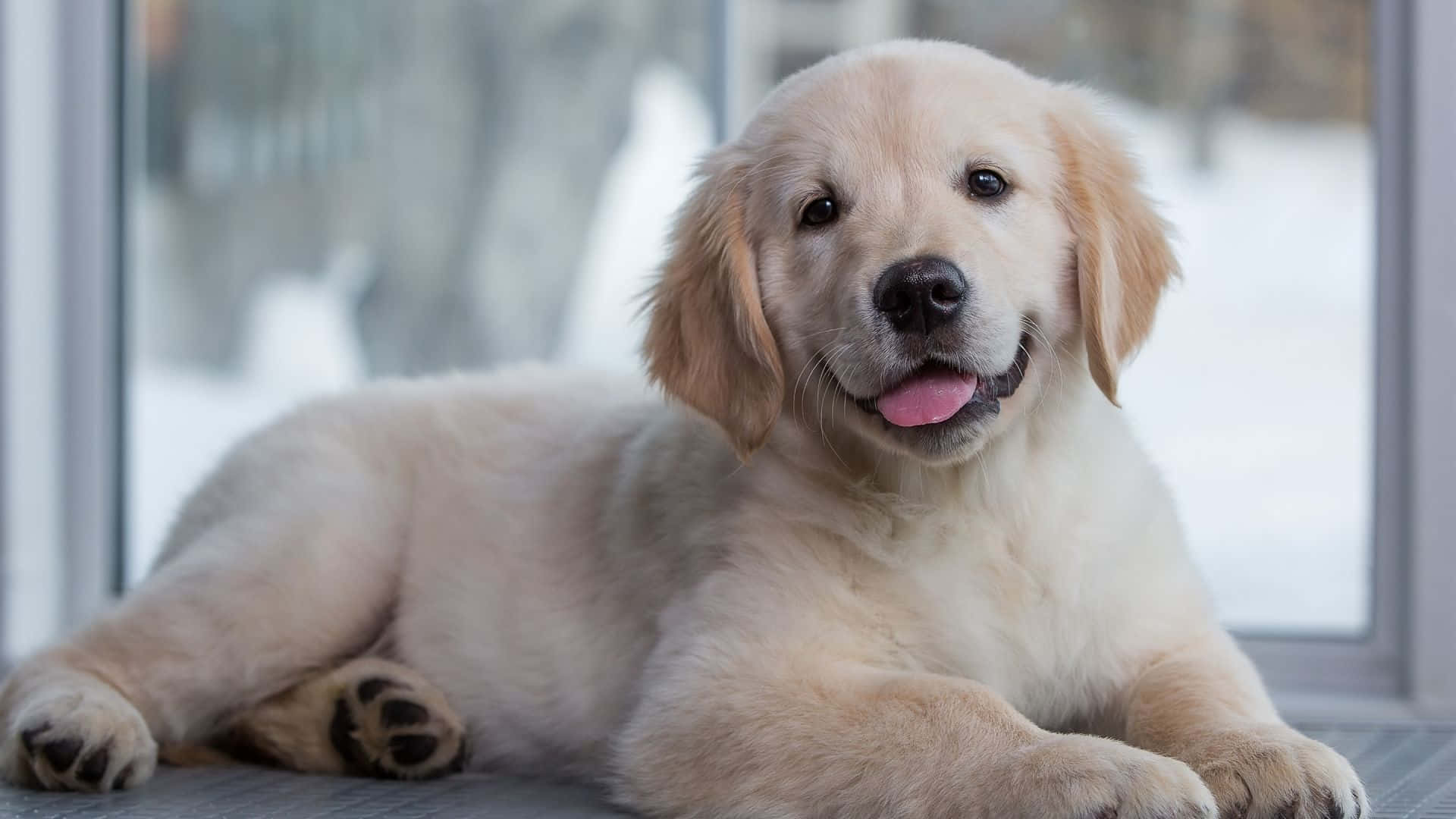 golden retriever puppy 桌布 壁紙 — 一隻毛茸茸的金毛獵犬幼犬在室內靠近窗邊躺著，窗外可見積雪，伸出舌頭露出開心的表情。