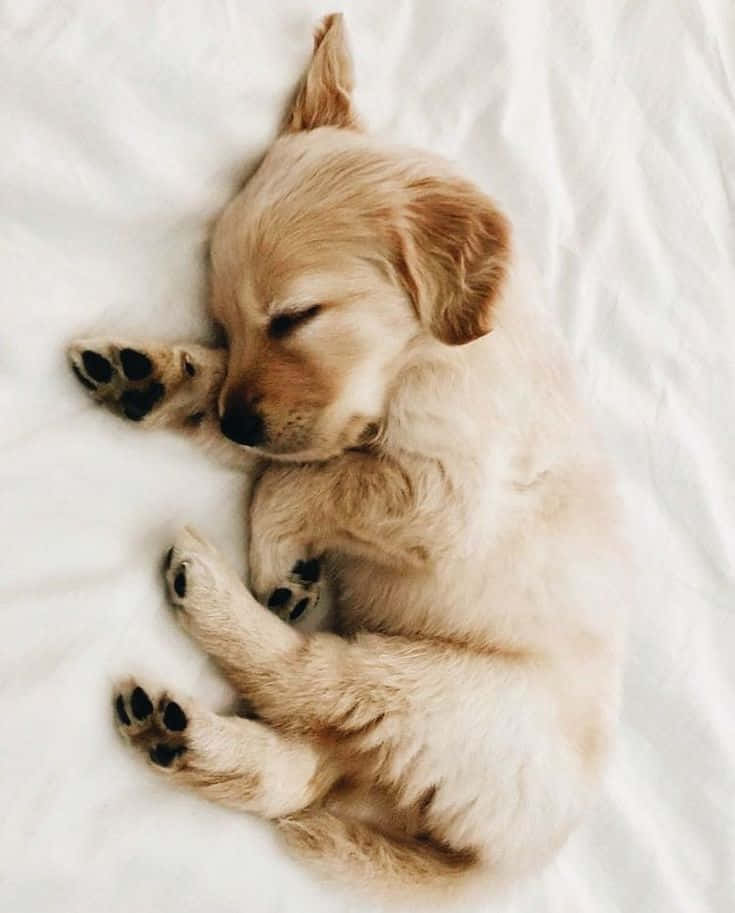 Adorable Puppy 桌布 壁紙 — 一隻毛茸茸的金毛獵犬幼犬在柔軟的白色毛毯上安詳地蜷縮入睡，爪子緊貼身體。