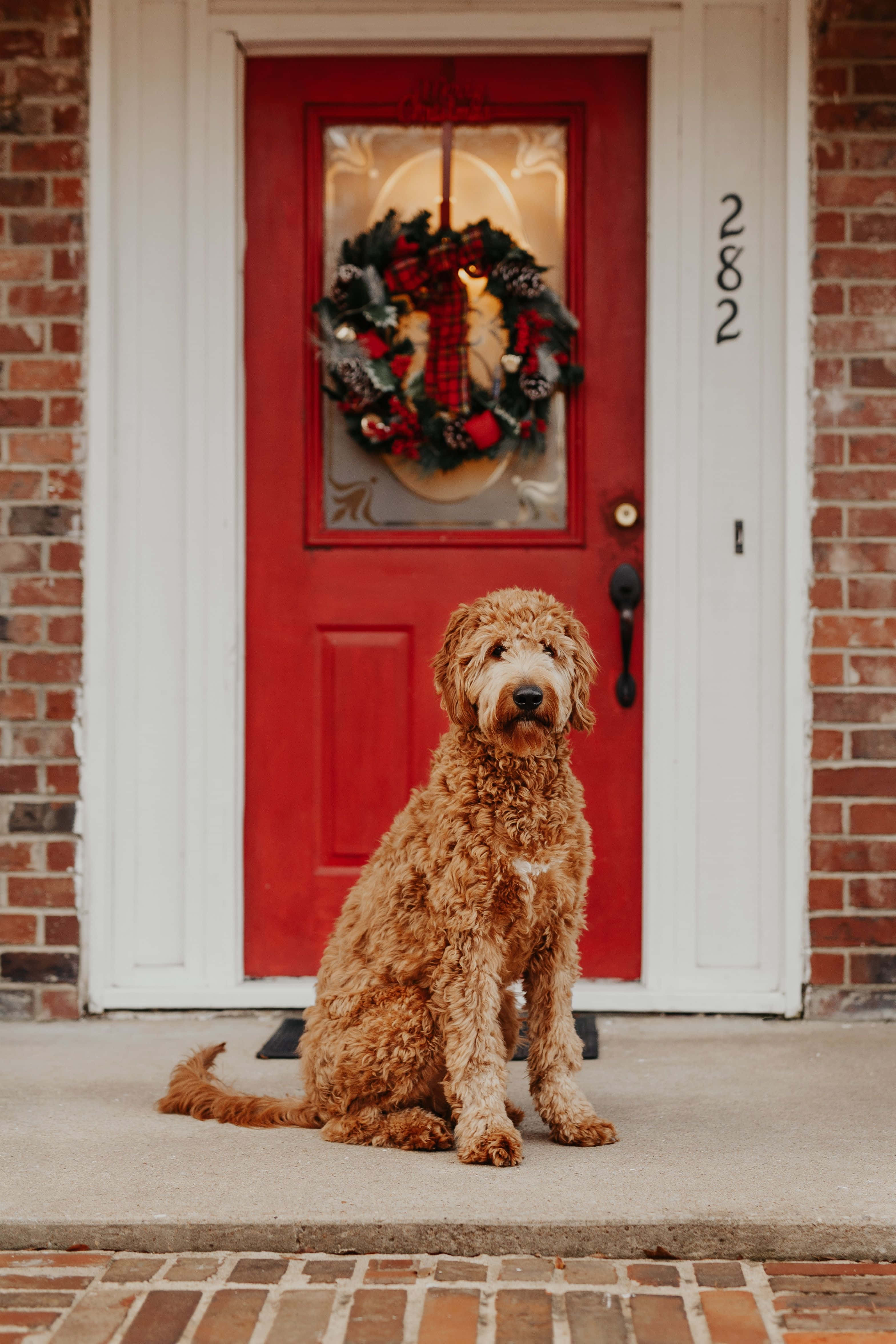 Goldendoodle 桌布 壁紙 — 一隻毛茸茸的金毛貴賓犬耐心地坐在磚砌門階上，面前是一扇裝飾著節日聖誕花環的鮮紅色大門。
