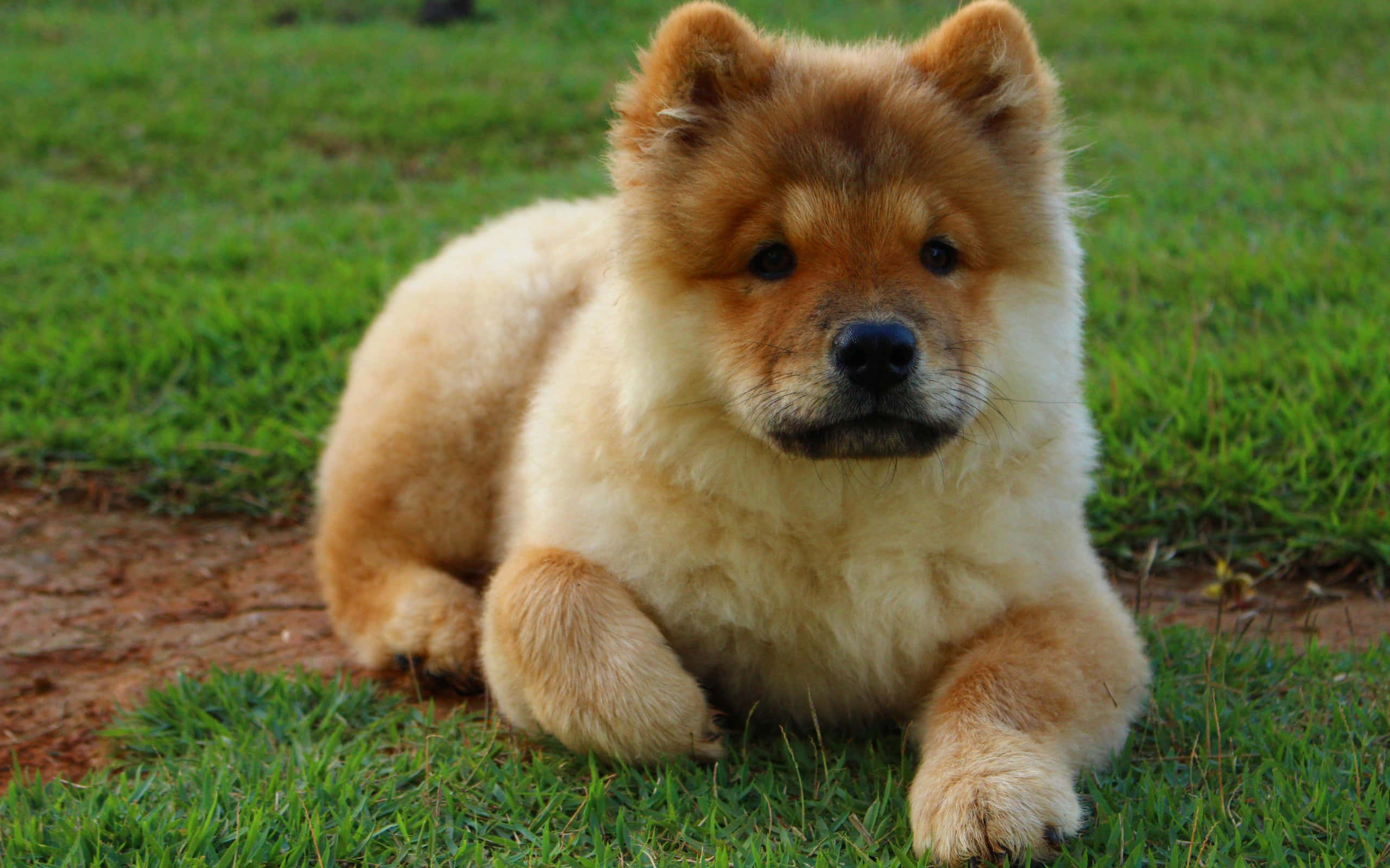 Chow Chow 桌布 壁紙 — 一隻毛茸茸的金毛鬆獅犬幼犬平靜地躺在充滿活力的綠色草地上，用柔和的黑眼睛直視鏡頭。