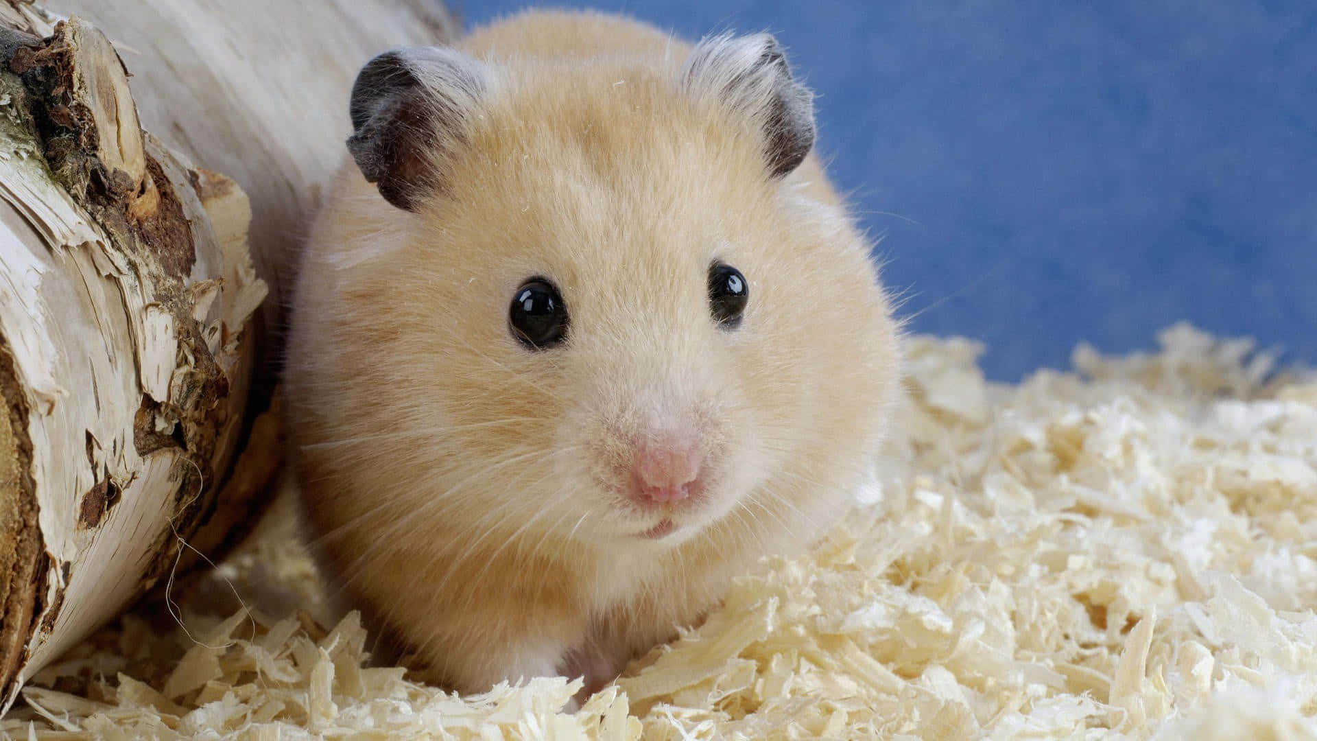 Hamster 桌布 壁紙 — 一隻毛茸茸的金色倉鼠，有著深色耳朵和明亮的眼睛，好奇地從樺木原木後面探出頭來，站在木屑上。