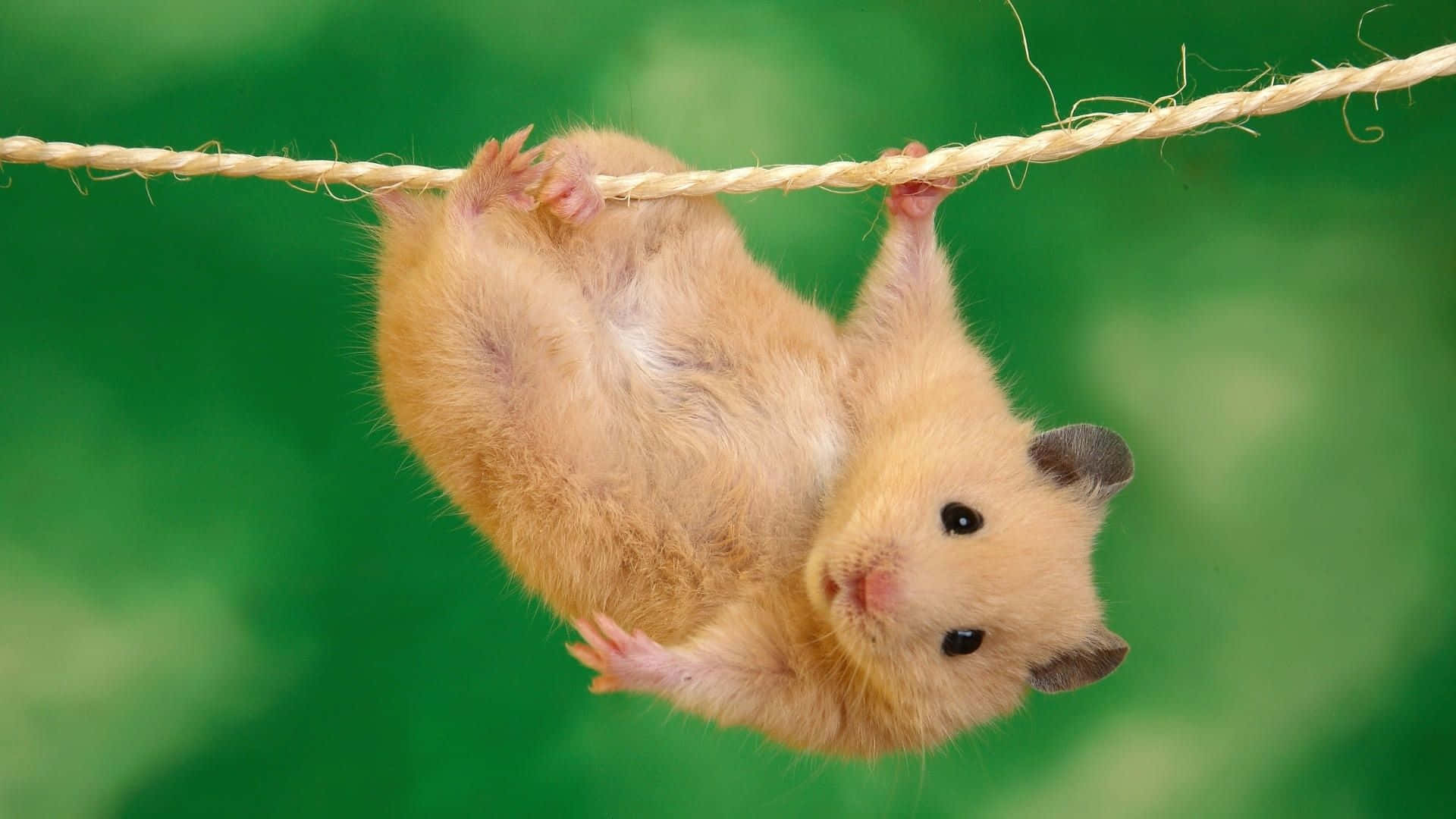 動物 桌布 壁紙 — 一隻毛茸茸的金色倉鼠倒掛在繩子上，背景是充滿活力的綠色。