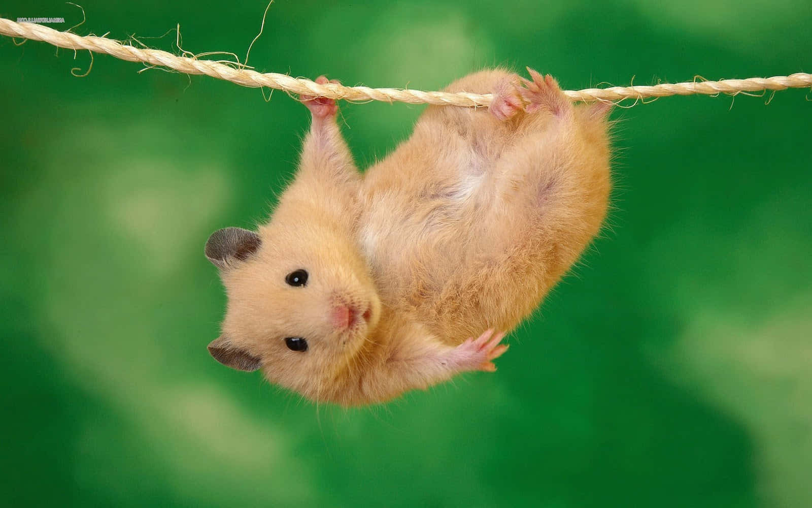 動物 桌布 壁紙 — 一隻毛茸茸的金色倉鼠倒掛在繩子上，背景是柔和的綠色。