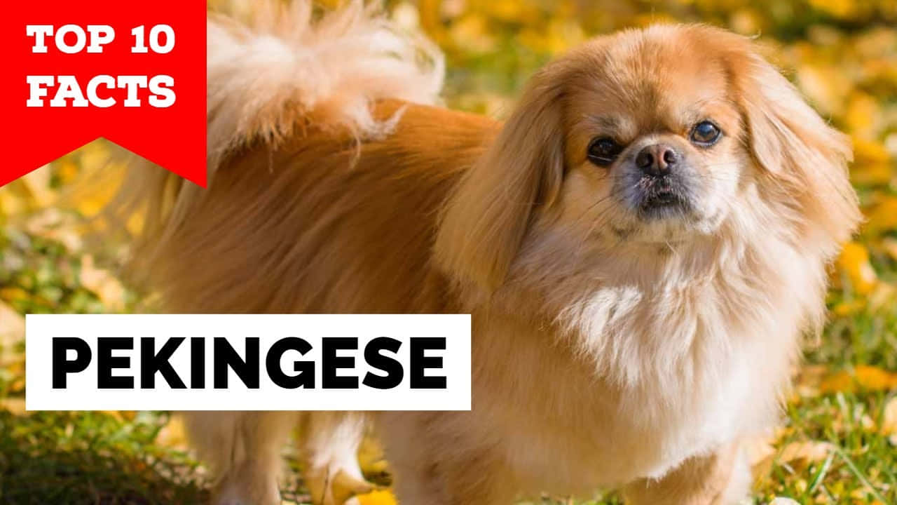 Pekingese 桌布 壁紙 — 一隻毛茸茸的金色北京狗在明亮的陽光下，站在黃色秋葉的田野中保持警覺。