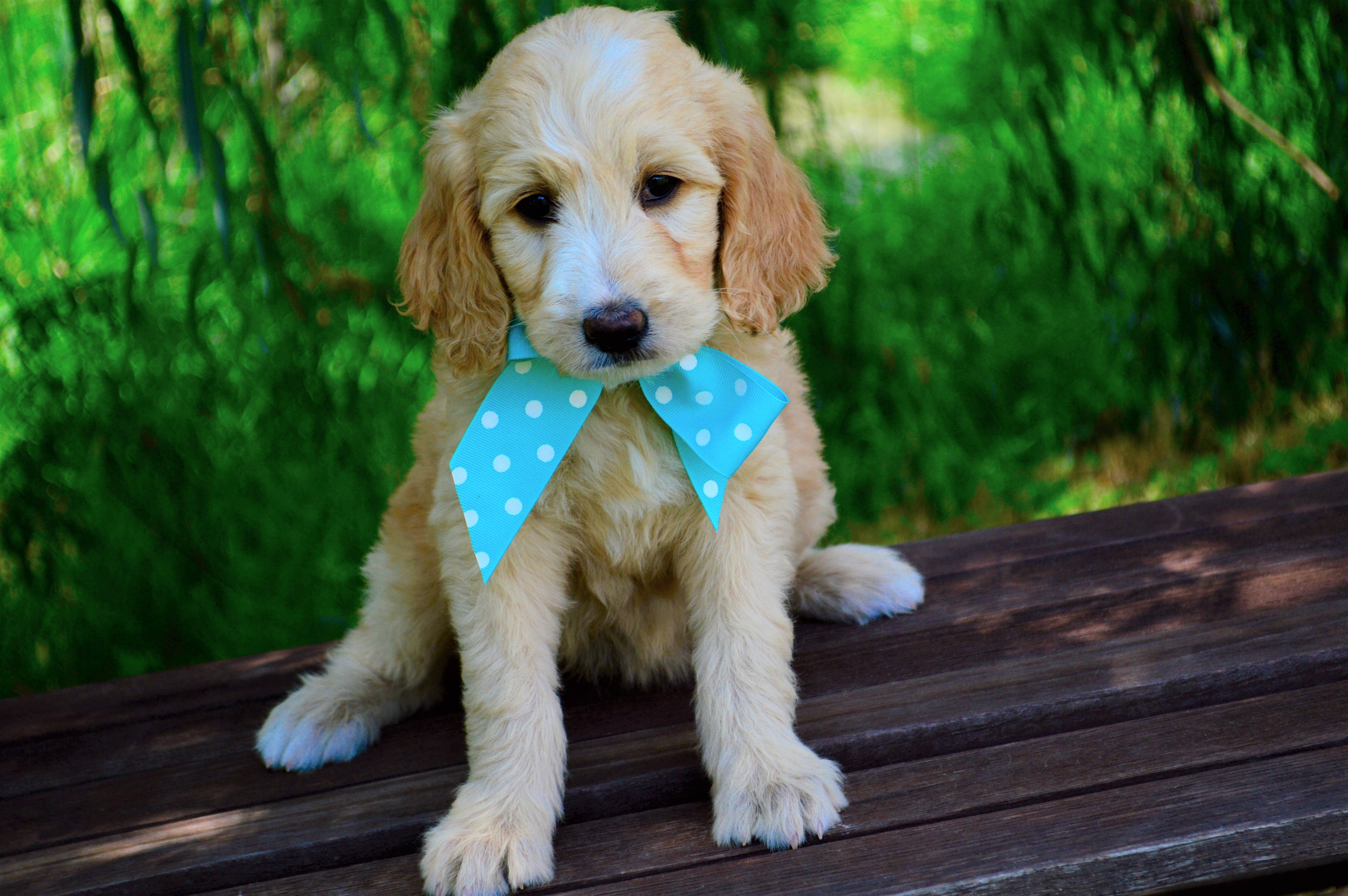 Cute Puppy 桌布 壁紙 — 一隻毛茸茸的金色小狗，戴著藍色圓點蝴蝶結，坐在木凳上，周圍是茂密的綠色樹葉。