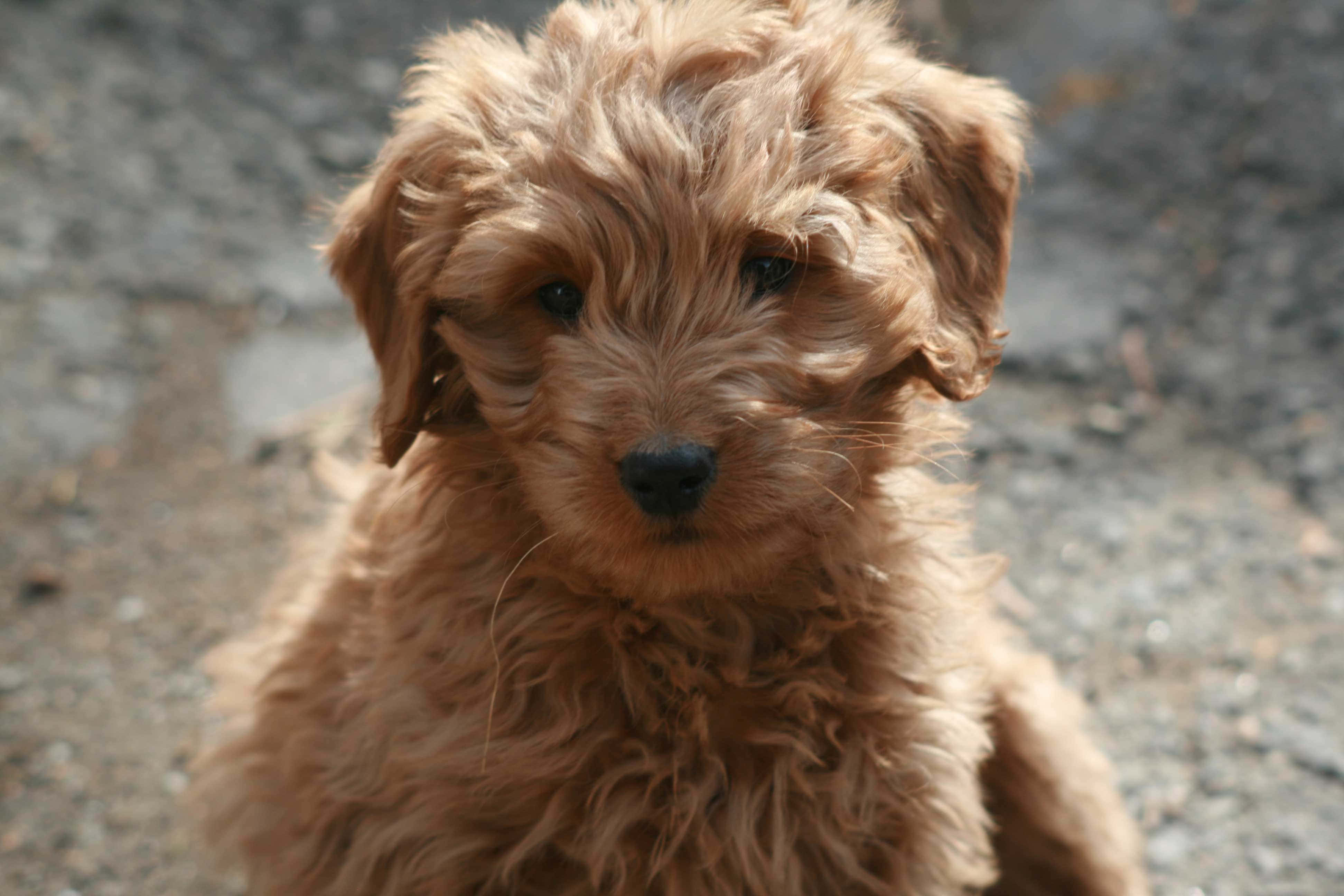 Goldendoodle 桌布 壁紙 — 一隻毛茸茸的金色小狗，有著大大的深色眼睛，在模糊的碎石背景前溫柔地凝視著鏡頭。