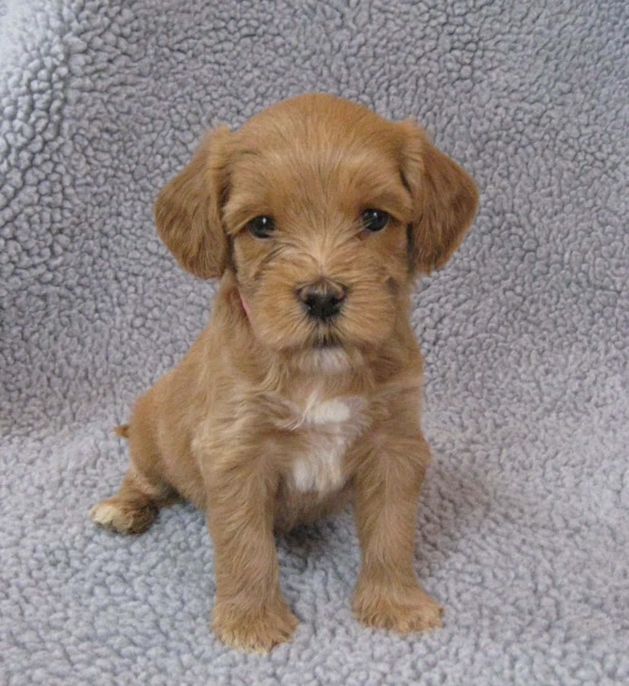 Labradoodle 桌布 壁紙 — 一隻毛茸茸的金色小狗，有著大大的深色眼睛，專注地坐在柔軟的灰色紋理毯子上。