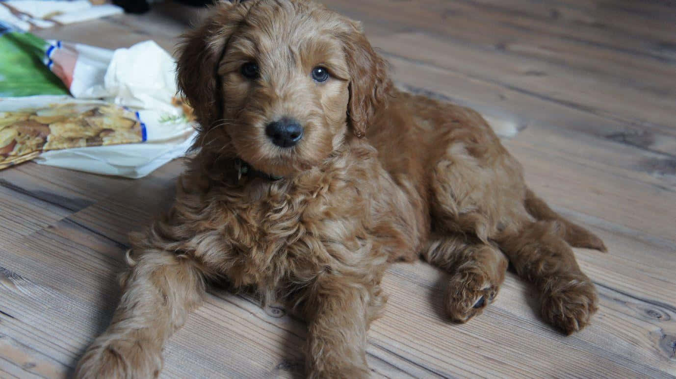 Labradoodle 桌布 壁紙 — 一隻毛茸茸的金色小狗，有著大大的深色眼睛，放鬆地躺在木地板上，直視鏡頭。