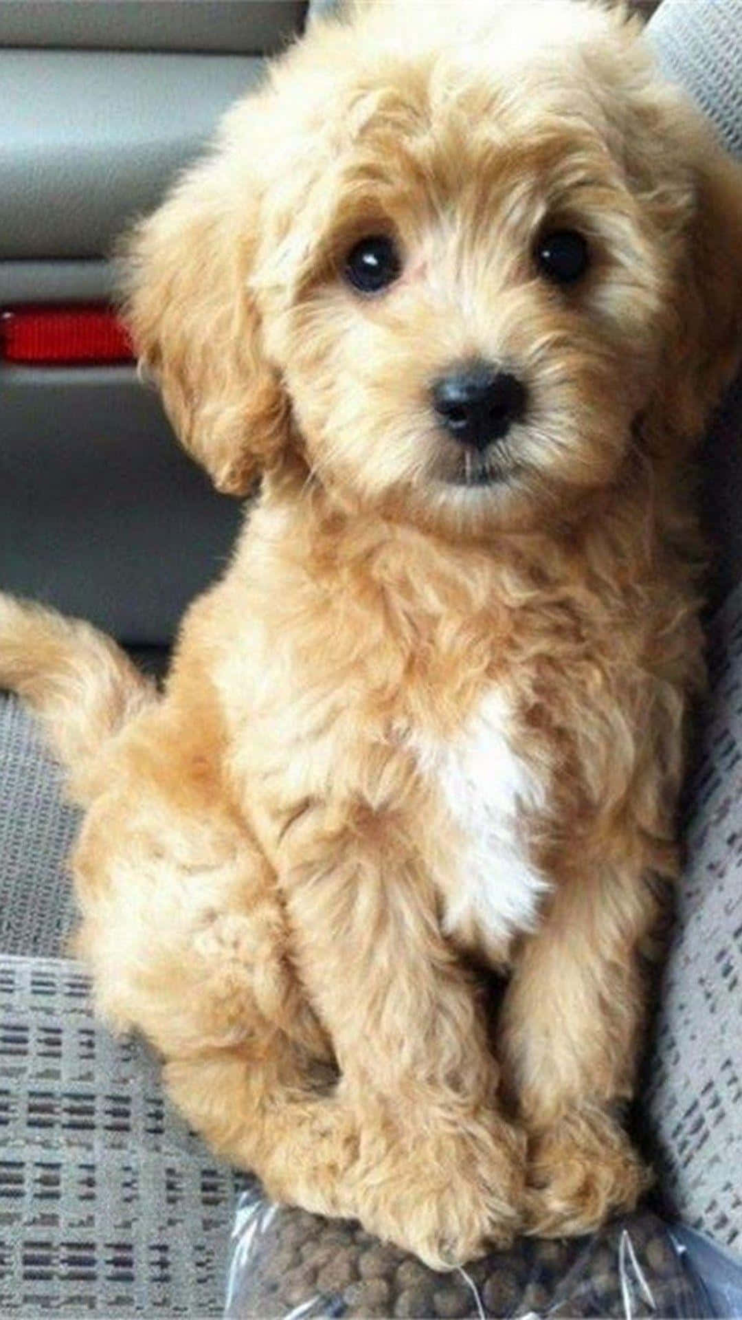 Goldendoodle 桌布 壁紙 — 一隻毛茸茸的金色小狗，深色眼睛，專注地坐在汽車座椅上，直視鏡頭。