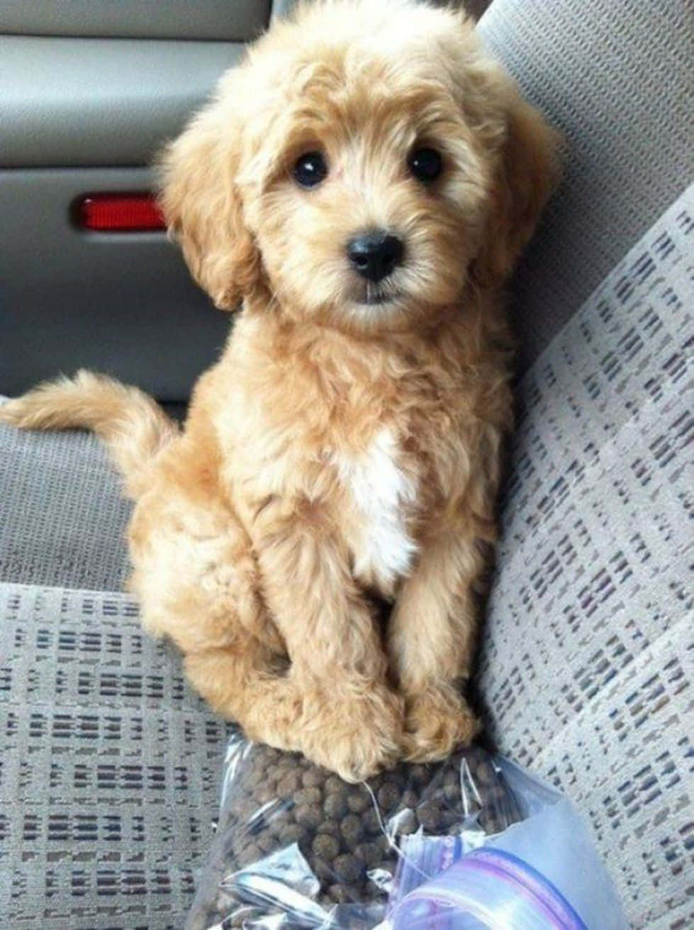 Adorable Puppy 桌布 壁紙 — 一隻毛茸茸的金色小狗可愛地坐在汽車座椅上，旁邊放著一袋狗糧。