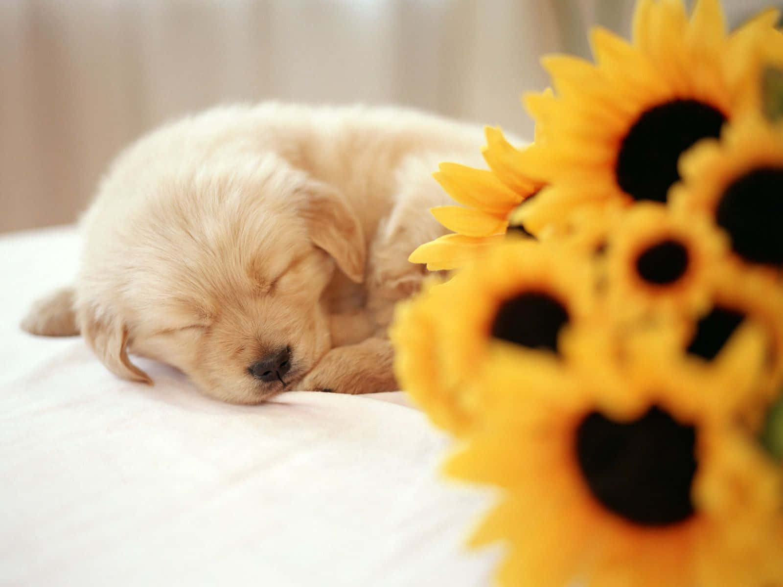 Cute Little Puppies 桌布 壁紙 — 一隻毛茸茸的金色小狗在柔軟的白色表面上，在鮮豔的向日葵旁邊平靜地睡覺。