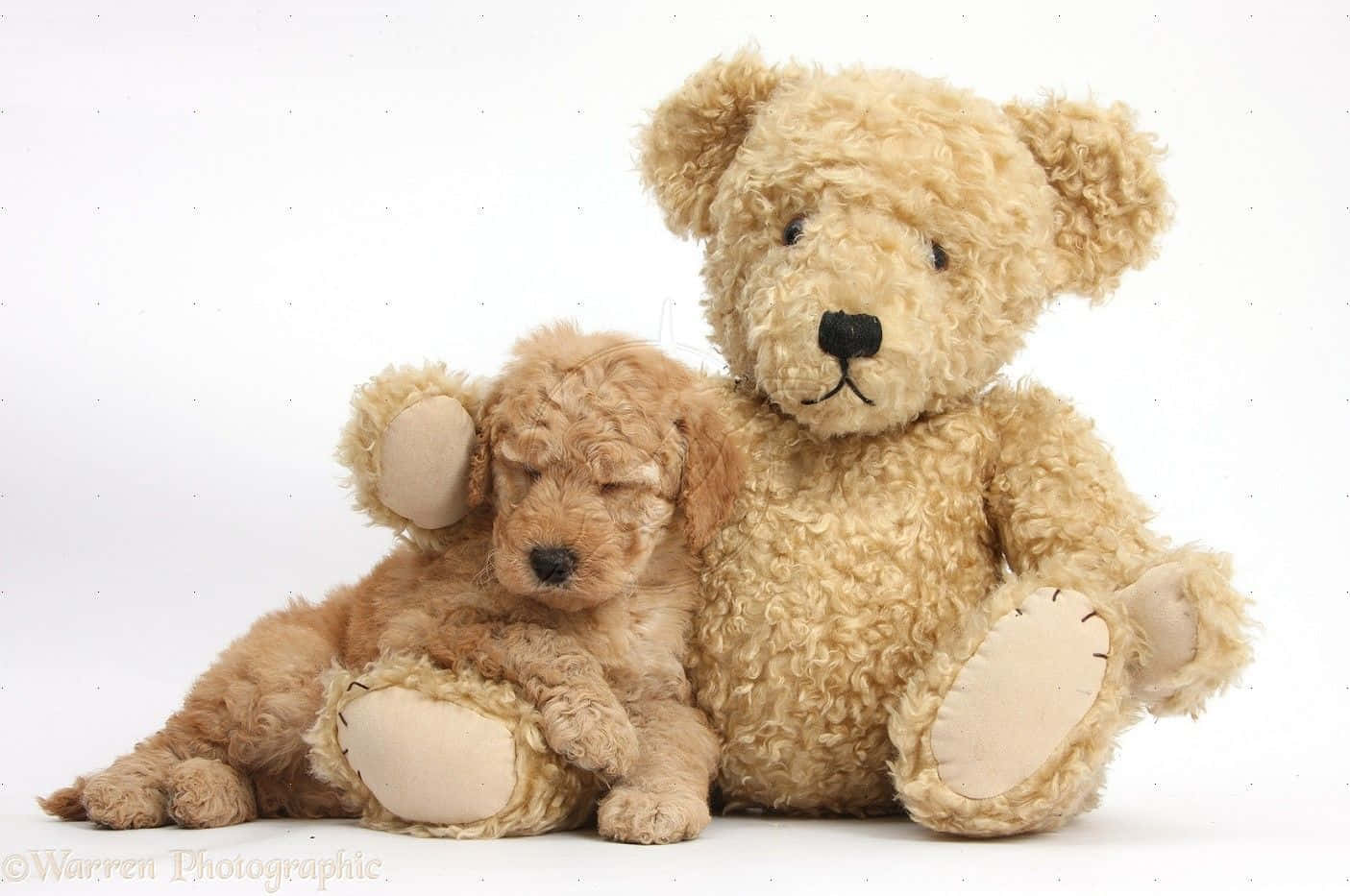 Goldendoodle 桌布 壁紙 — 一隻毛茸茸的金色小狗在白色背景上，依偎著一隻大的米色泰迪熊，安詳地睡覺。