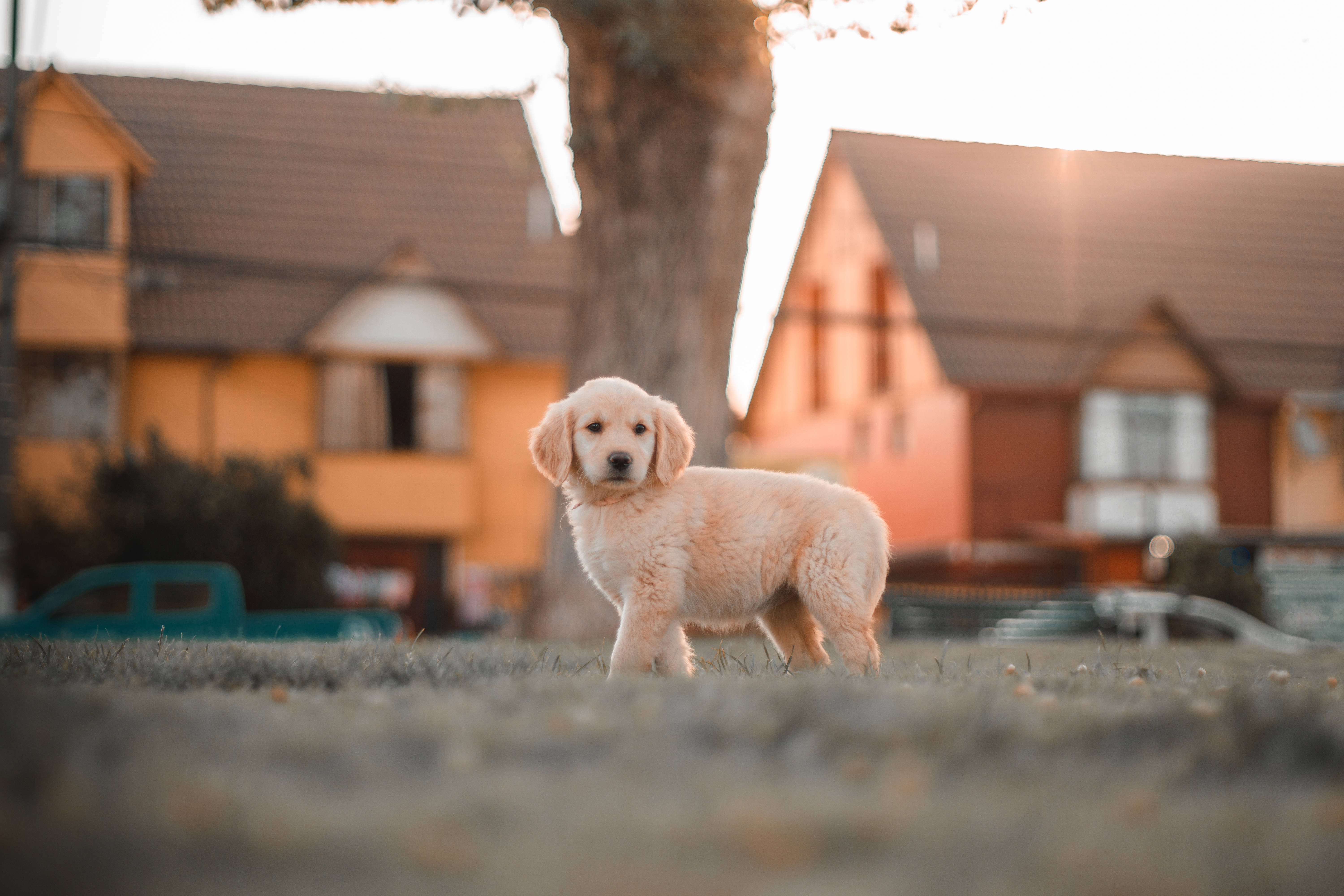 黃金獵犬 桌布 壁紙 — 一隻毛茸茸的金色小狗在陽光明媚的庭院中警覺地站著，背景是模糊的房屋和一棵樹。