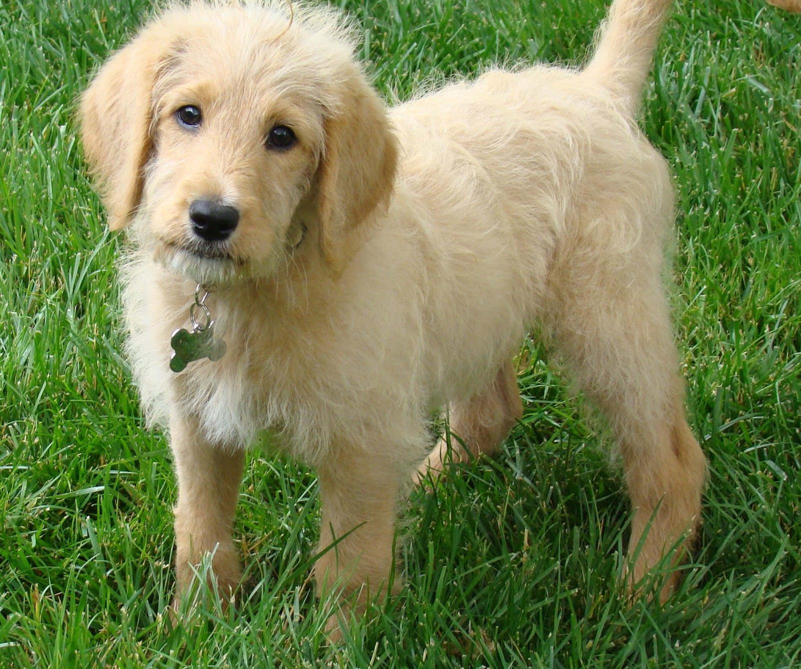 Labradoodle 桌布 壁紙 — 一隻毛茸茸的金色小狗在鮮綠的草地上警覺地站著，眼睛明亮，尾巴翹起。