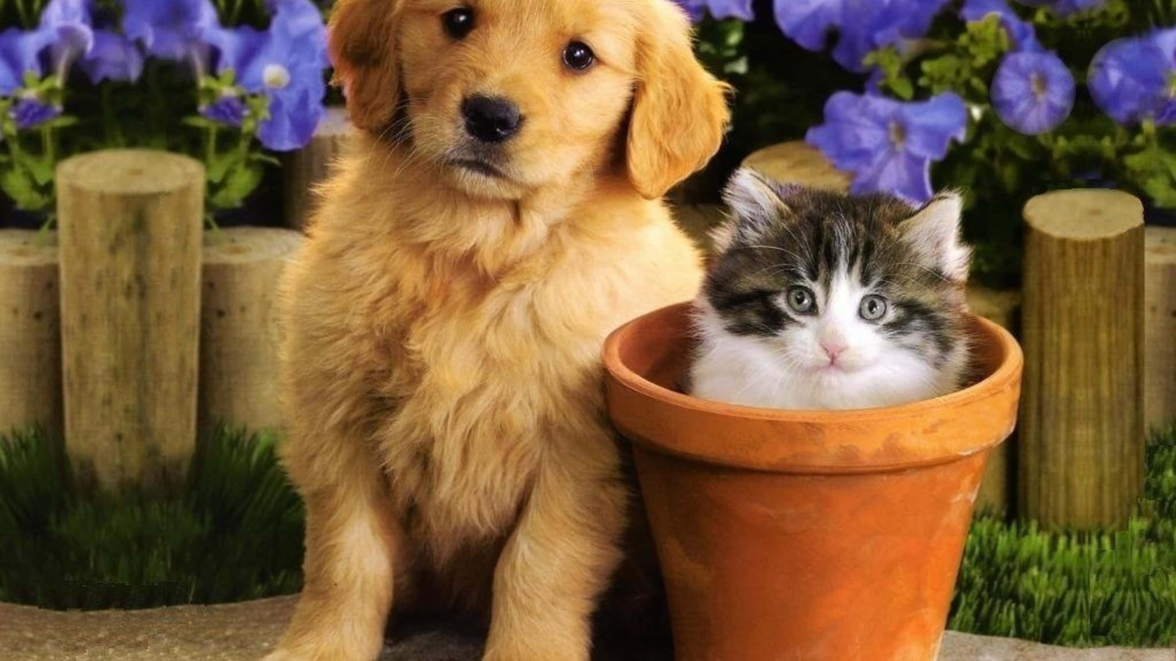 Kitten And Puppy 桌布 壁紙 — 一隻毛茸茸的金色小狗坐在一隻虎斑小貓旁邊，小貓從一個被紫色花朵和木樁包圍的赤陶盆中探出頭來。