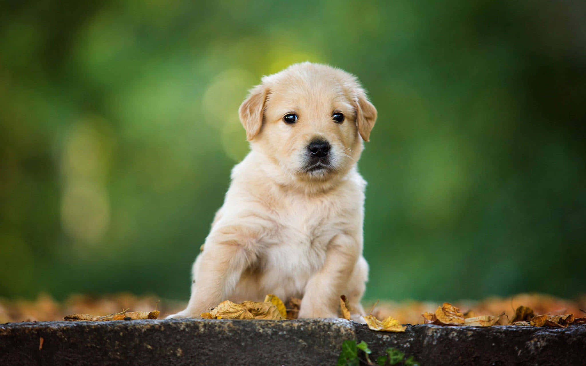 golden retriever puppy 桌布 壁紙 — 一隻毛茸茸的金色小狗專注地坐在石台上，周圍散落著秋天的落葉，背景是柔和的綠色模糊效果。