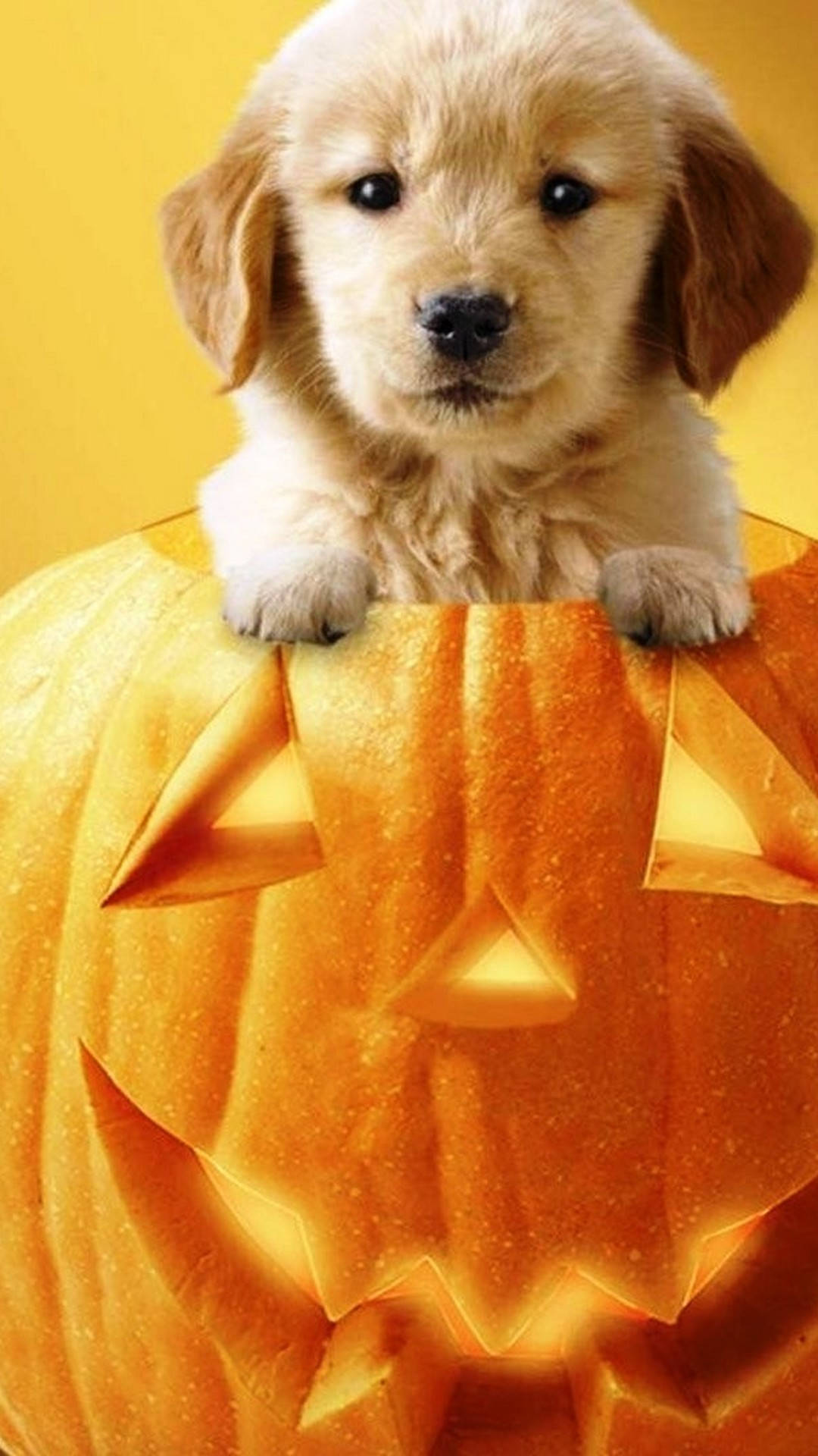 Cute Halloween Phone 桌布 壁紙 — 一隻毛茸茸的金色小狗從發光的橙色南瓜燈內好奇地探出頭來，背景是溫暖的黃色。
