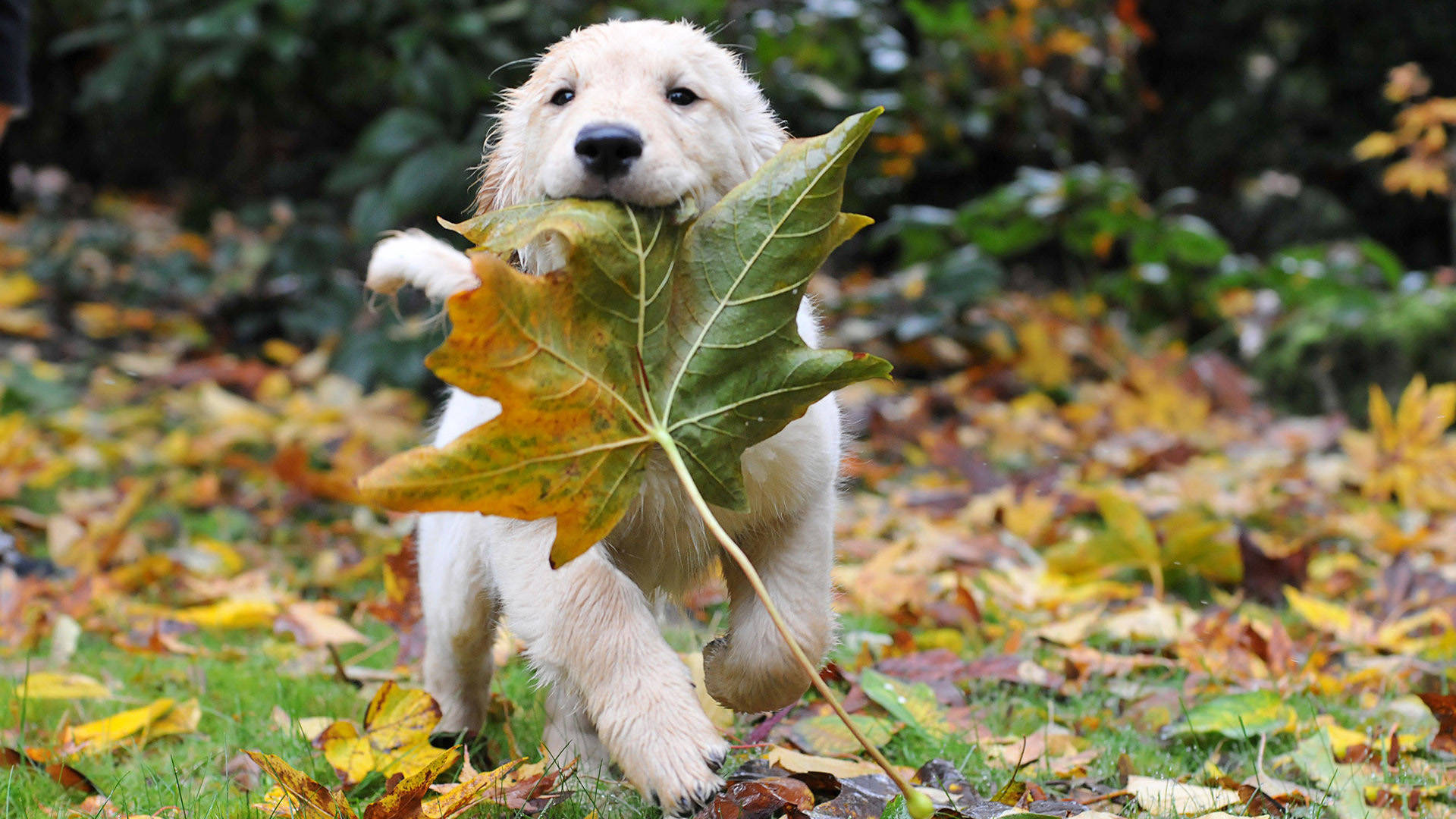 黃金獵犬幼犬 桌布 壁紙 — 一隻毛茸茸的金色小狗快樂地叼著一片大楓葉穿過秋天的落葉地毯。