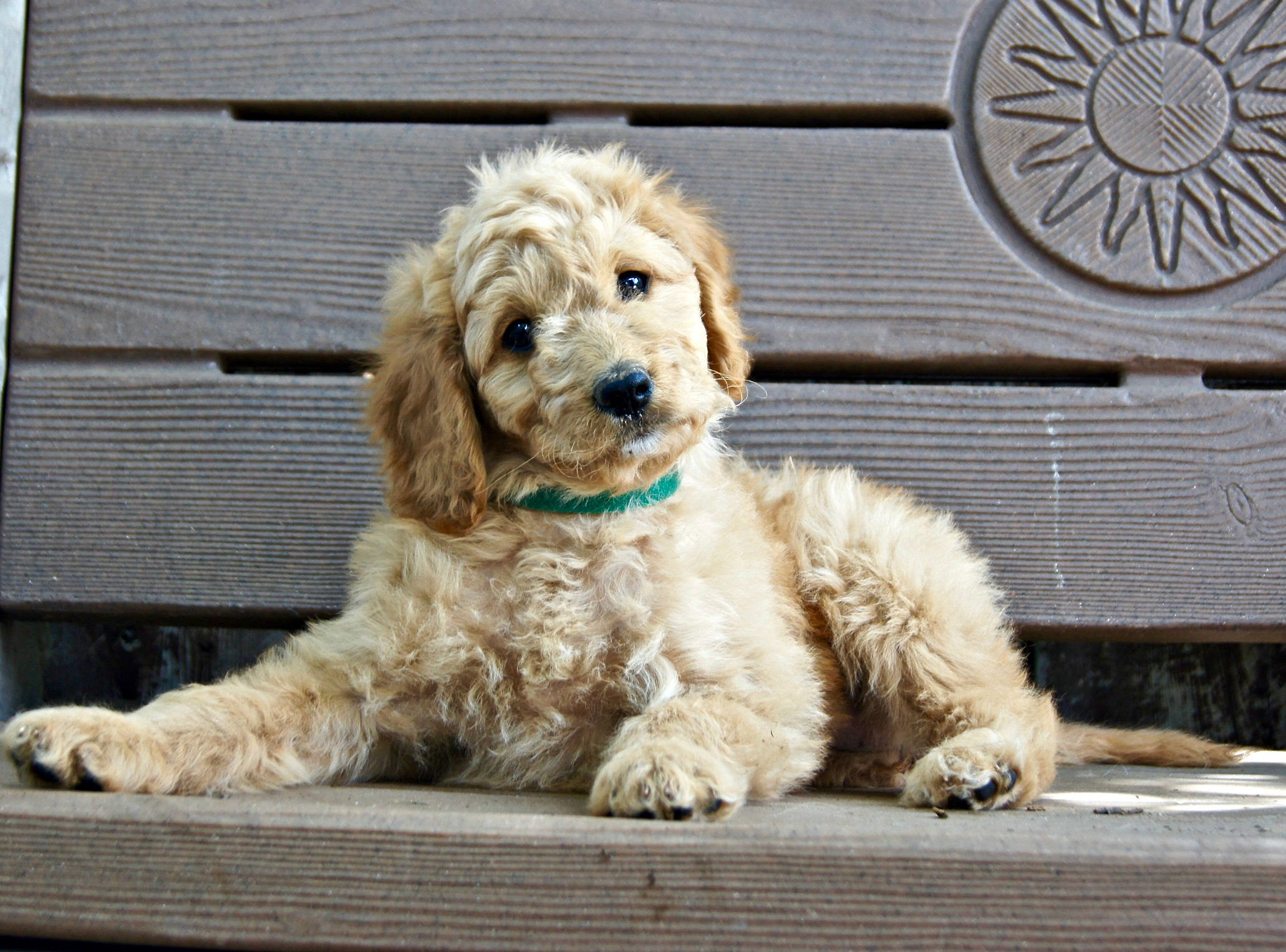 Cute Puppy 桌布 壁紙 — 一隻毛茸茸的金色小狗戴着綠色項圈，躺在一張風化的木長椅上，好奇地凝視著相機。