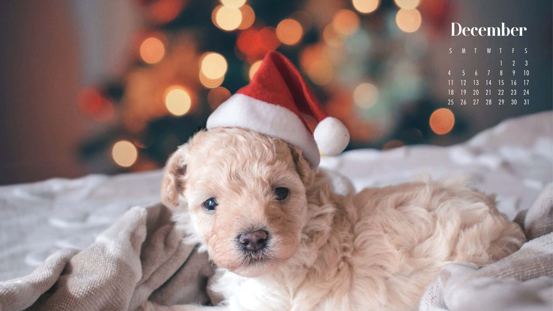 Cute December 桌布 壁紙 — 一隻毛茸茸的金色小狗戴著紅色聖誕帽，在舒適的毯子上休息，背景有模糊的聖誕樹和日曆。