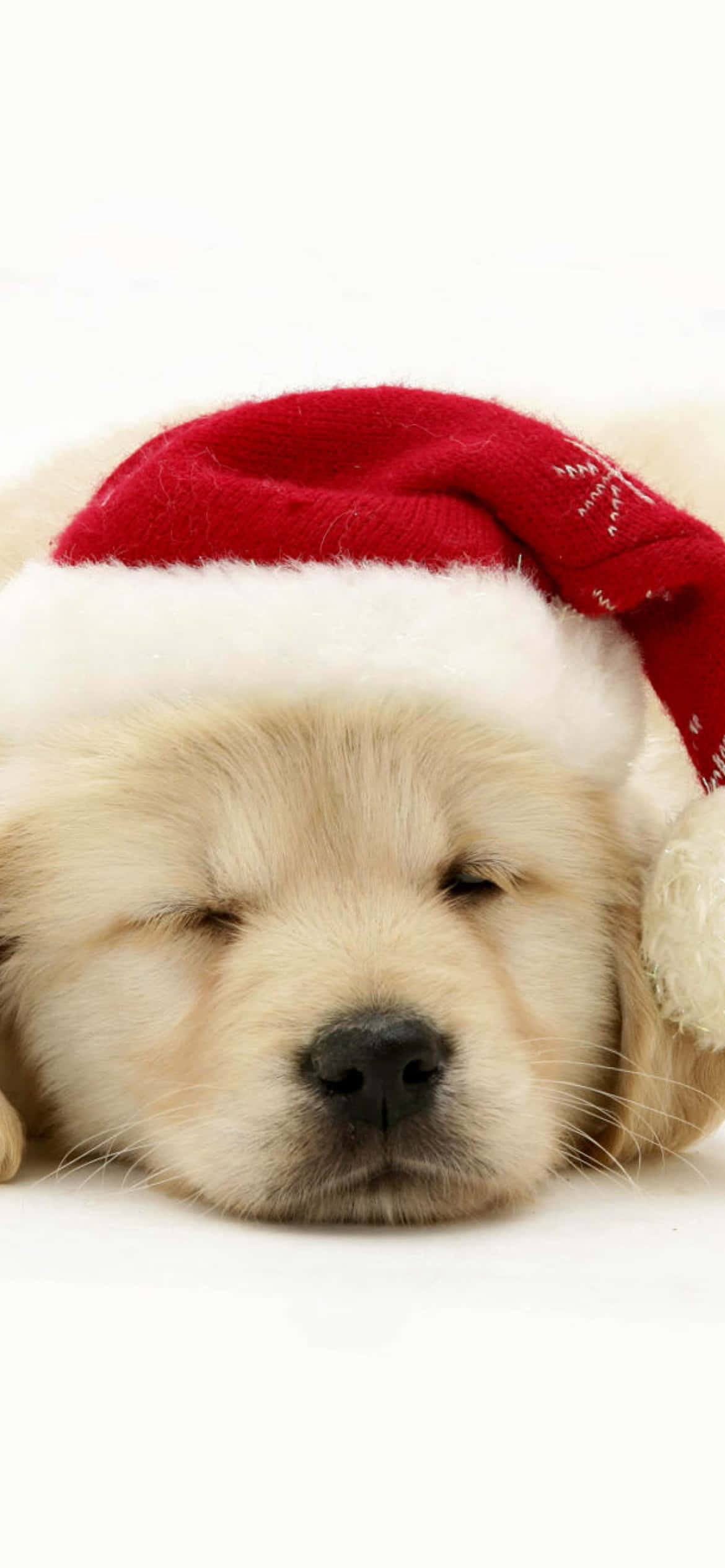 Christmas Dog 桌布 壁紙 — 一隻毛茸茸的金色小狗戴著紅色聖誕帽，在白色背景上安詳地睡覺。