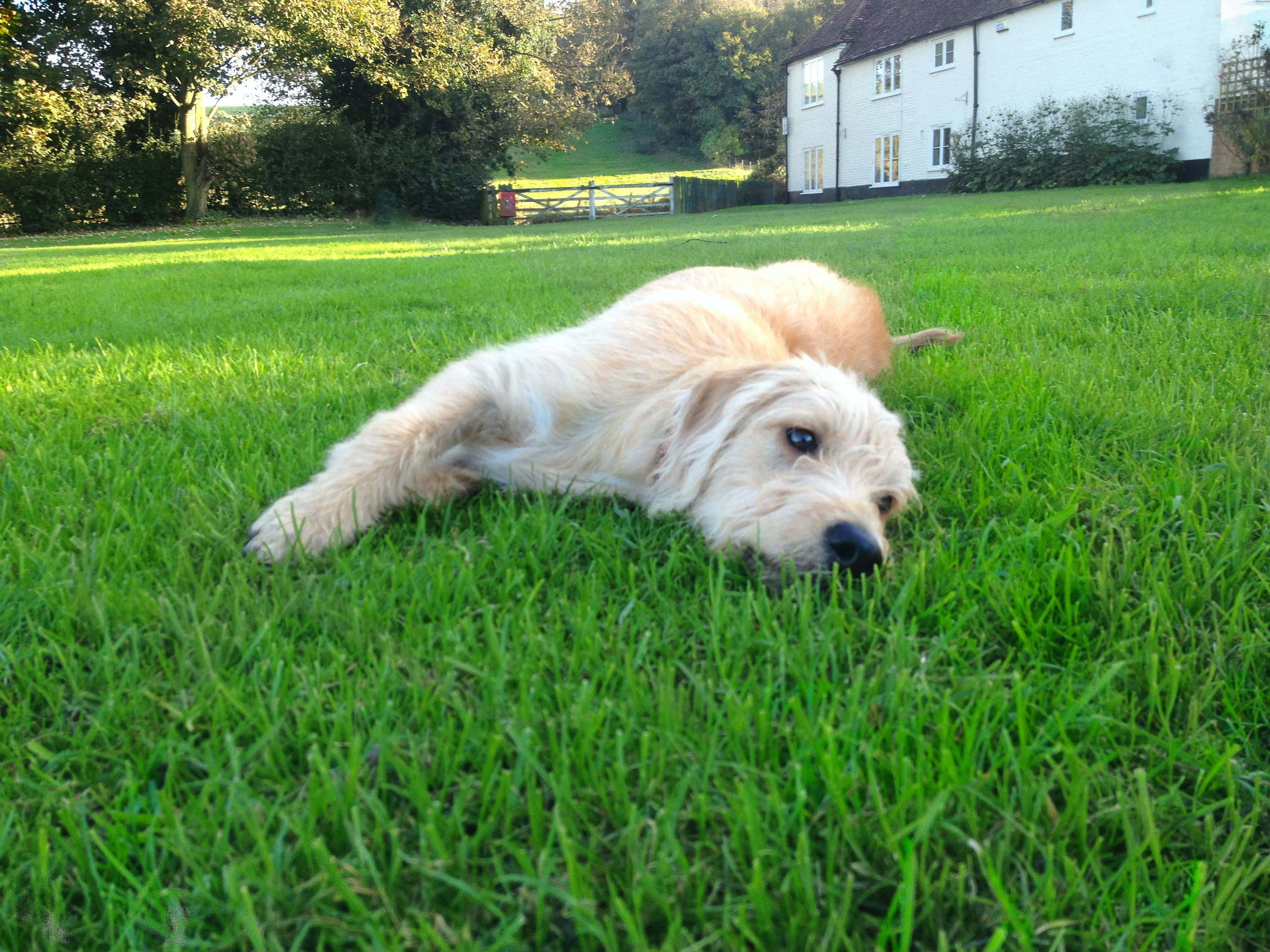 Labradoodle 桌布 壁紙 — 一隻毛茸茸的金色小狗放鬆地躺在充滿活力的綠色草地上，背景是白色房屋和樹木。
