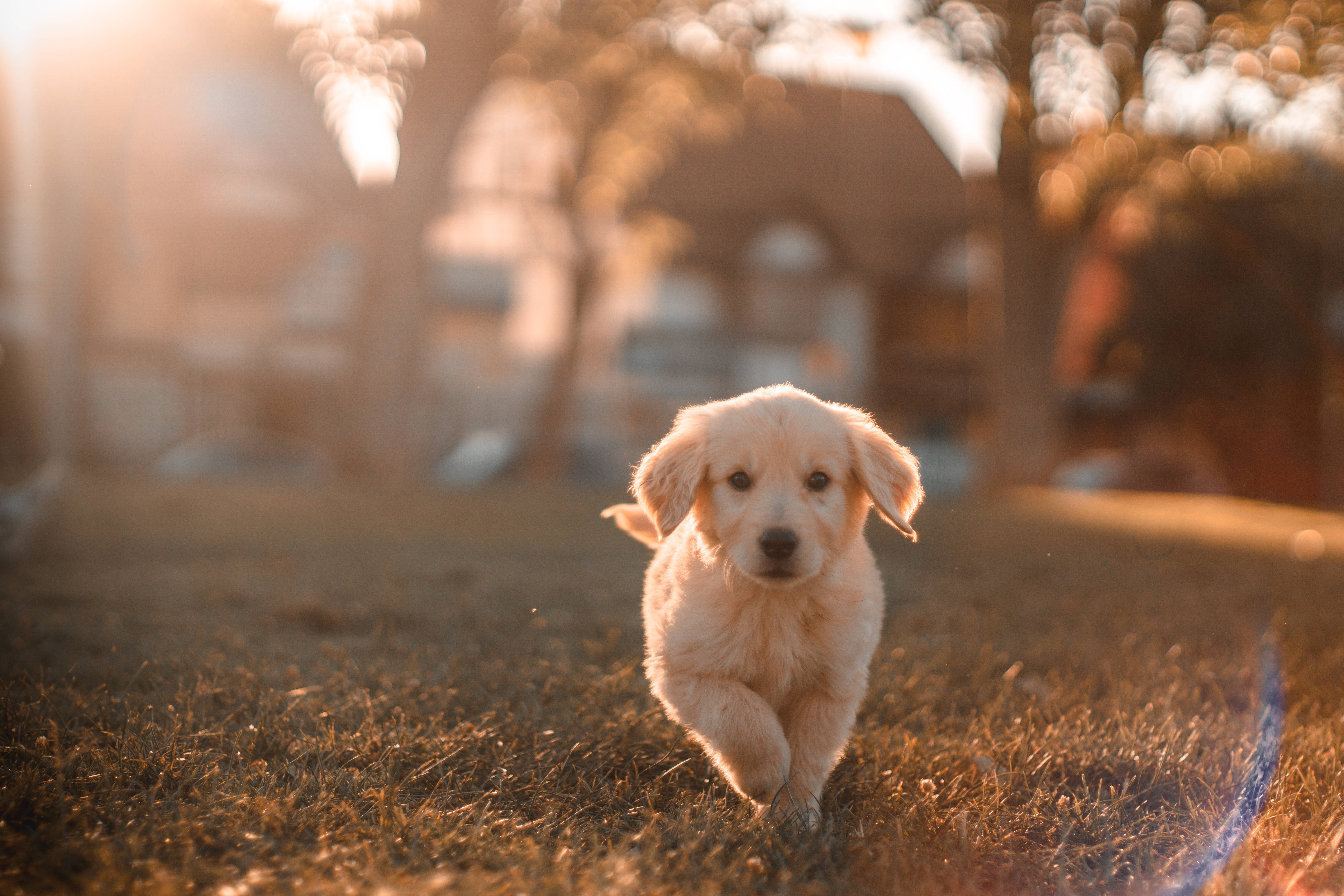 黃金獵犬 桌布 壁紙 — 一隻毛茸茸的金色小狗穿過陽光照耀的草地跑向鏡頭，帶有溫暖的逆光和散景樹木。