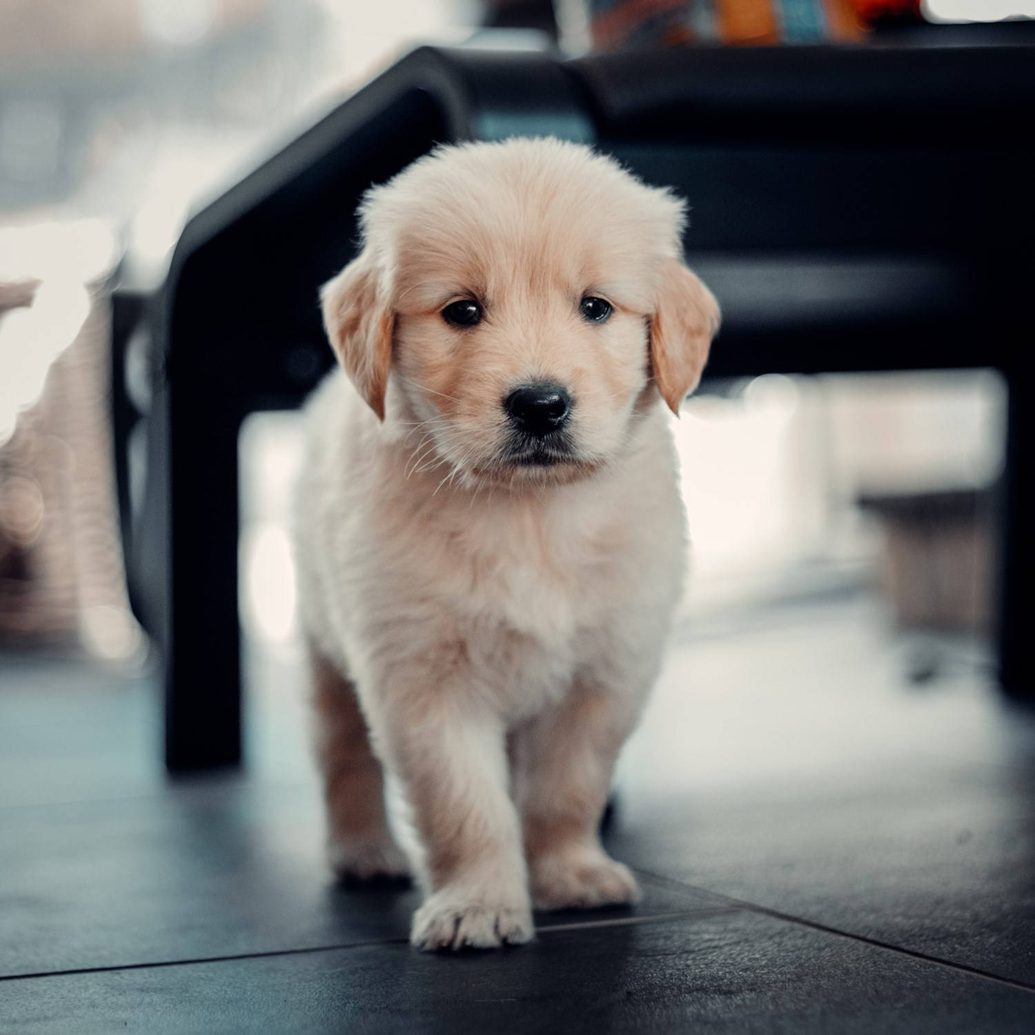 adorable 桌布 壁紙 — 一隻毛茸茸的金色小狗站在磁磚地板上，好奇地看著相機，背景柔和模糊。