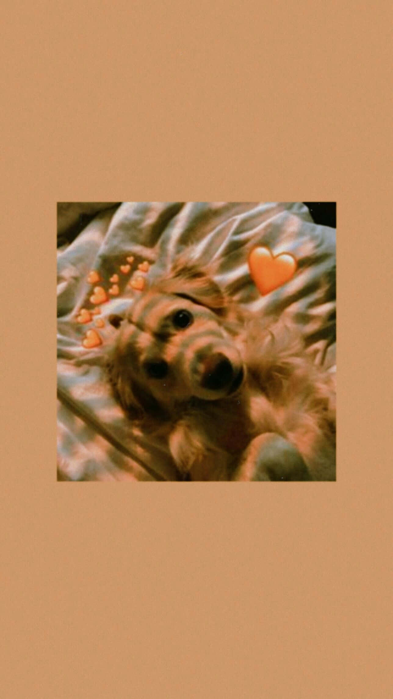 Cute Aesthetic Dog 桌布 壁紙 — 一隻毛茸茸的金色小狗躺在皺巴巴的床單上，發光的愛心表情符號漂浮在牠的頭周圍。