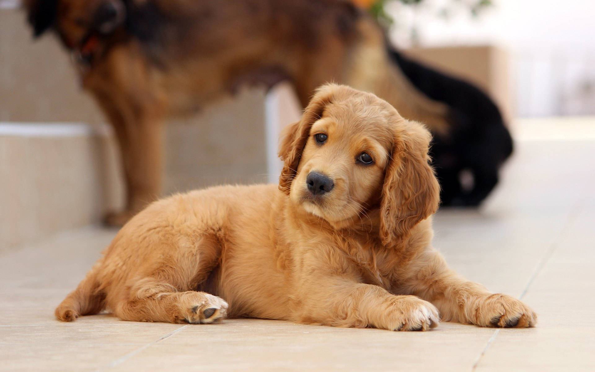 Cute Puppy 桌布 壁紙 — 一隻毛茸茸的金色小狗躺在磁磚地板上，睜大眼睛向上看，而成犬模糊地站在後面。
