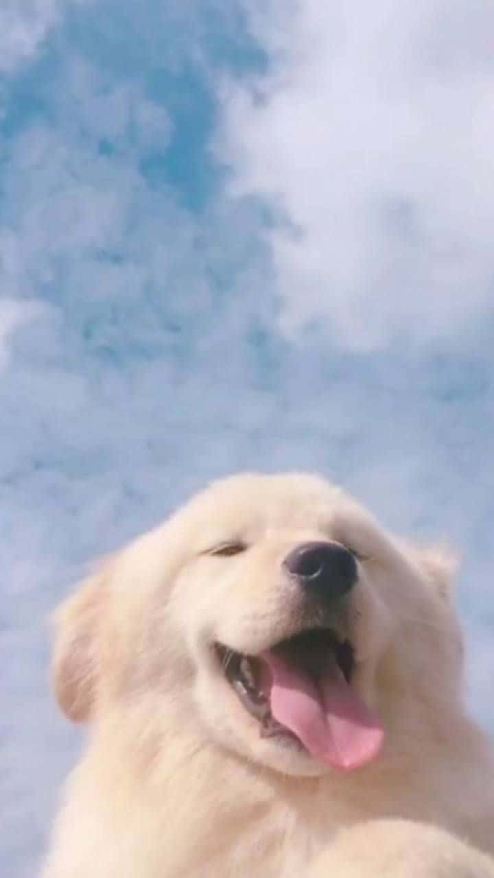 Dog Aesthetic 桌布 壁紙 — 一隻毛茸茸的金色小狗閉著眼睛伸出舌頭，在藍天白雲下開心地微笑。