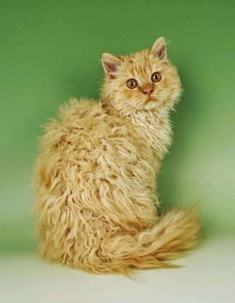 Selkirk Rex 桌布 壁紙 — 一隻毛茸茸的金色捲毛貓咪，睜著大大的好奇眼睛，直挺挺地坐在純綠色背景前。