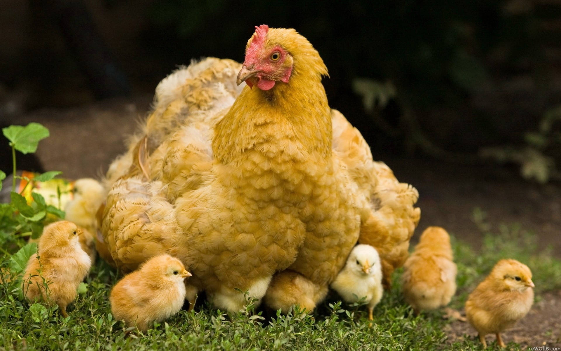 Chicken 桌布 壁紙 — 一隻毛茸茸的金色母雞，頭頂紅色雞冠，保護性地坐在綠色草地上，周圍是她的小黃雞。