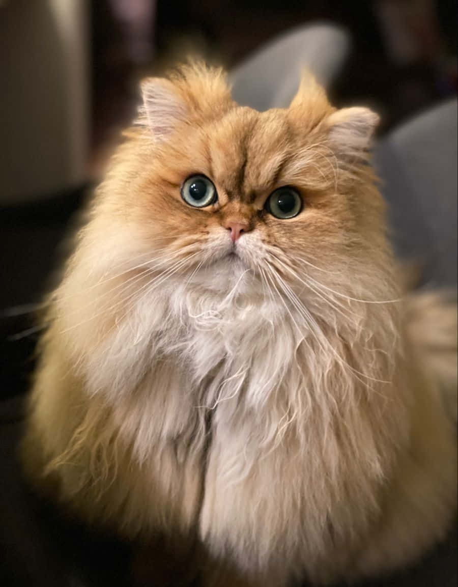 persian cat 桌布 壁紙 — 一隻毛茸茸的金色波斯貓，擁有引人注目的藍色眼睛，在柔和光線的室內環境中專注地凝視著相機。