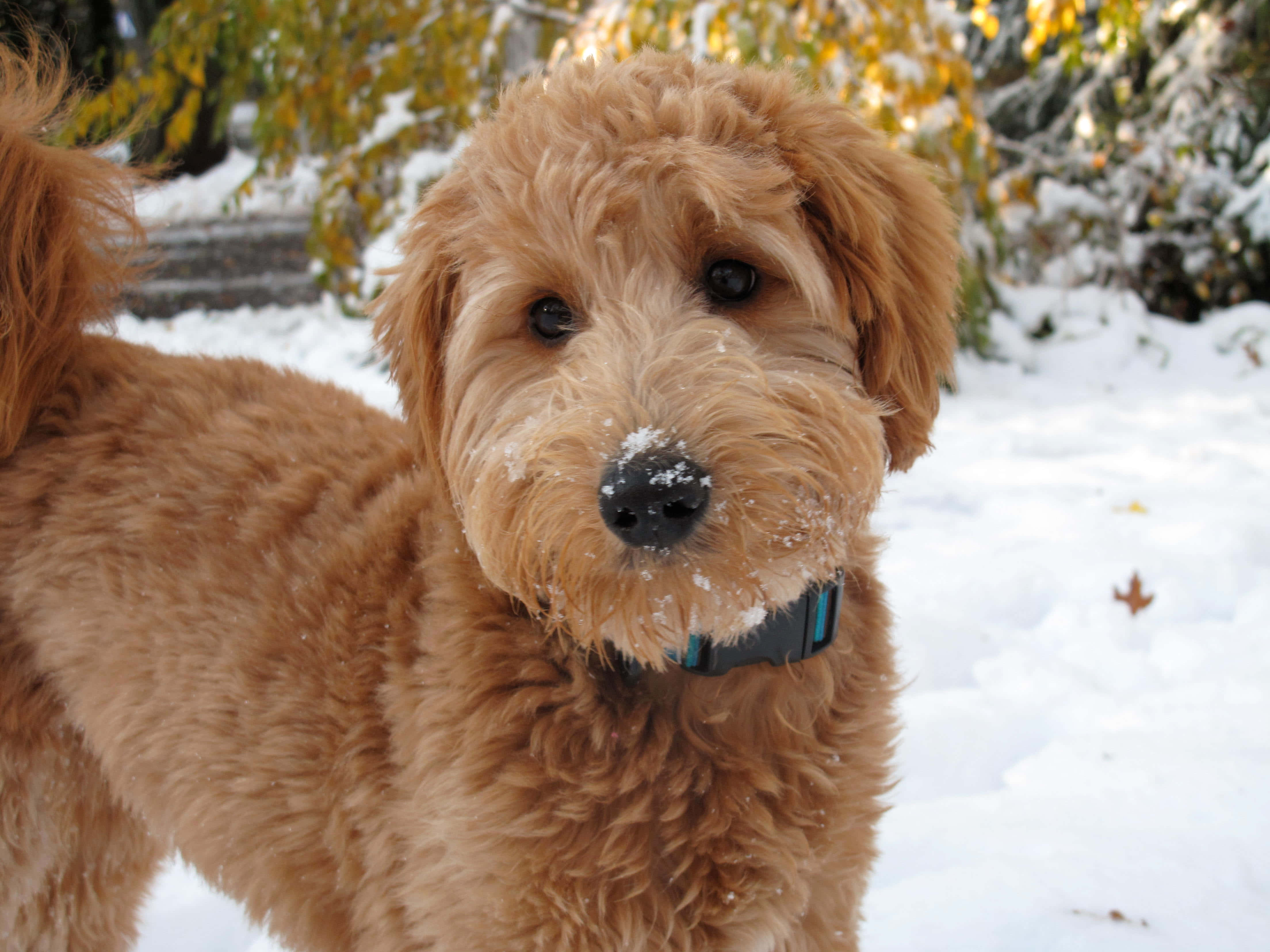 Goldendoodle 桌布 壁紙 — 一隻毛茸茸的金色狗，鼻子上有雪，站在雪地庭院中，背後的樹上掛著秋葉。