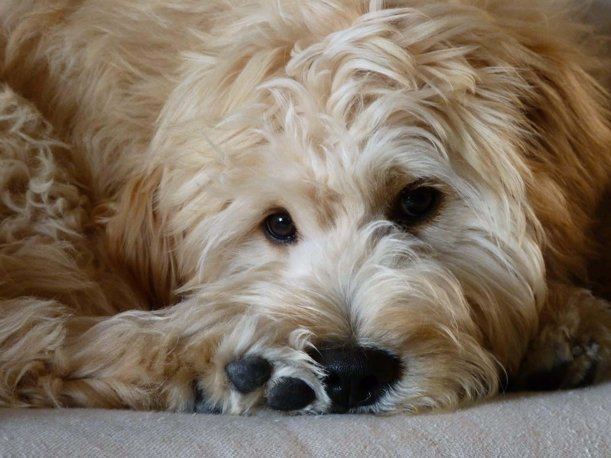 Goldendoodle 桌布 壁紙 — 一隻毛茸茸的金色狗將頭放在柔軟的表面上，溫柔的眼睛凝視前方。