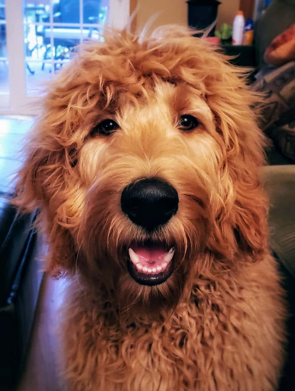 Goldendoodle 桌布 壁紙 — 一隻毛茸茸的金色狗狗帶著開心的表情，在室內直視鏡頭的特寫。