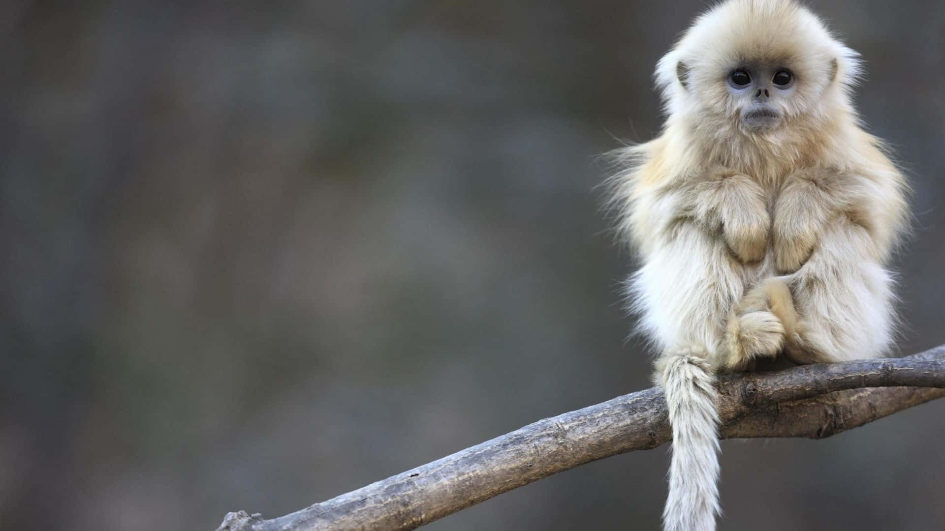 1080p Gibbon 桌布 壁紙 — 一隻毛茸茸的金色猴子平靜地坐在一條飽經風霜的樹枝上，背景是柔和模糊的森林。