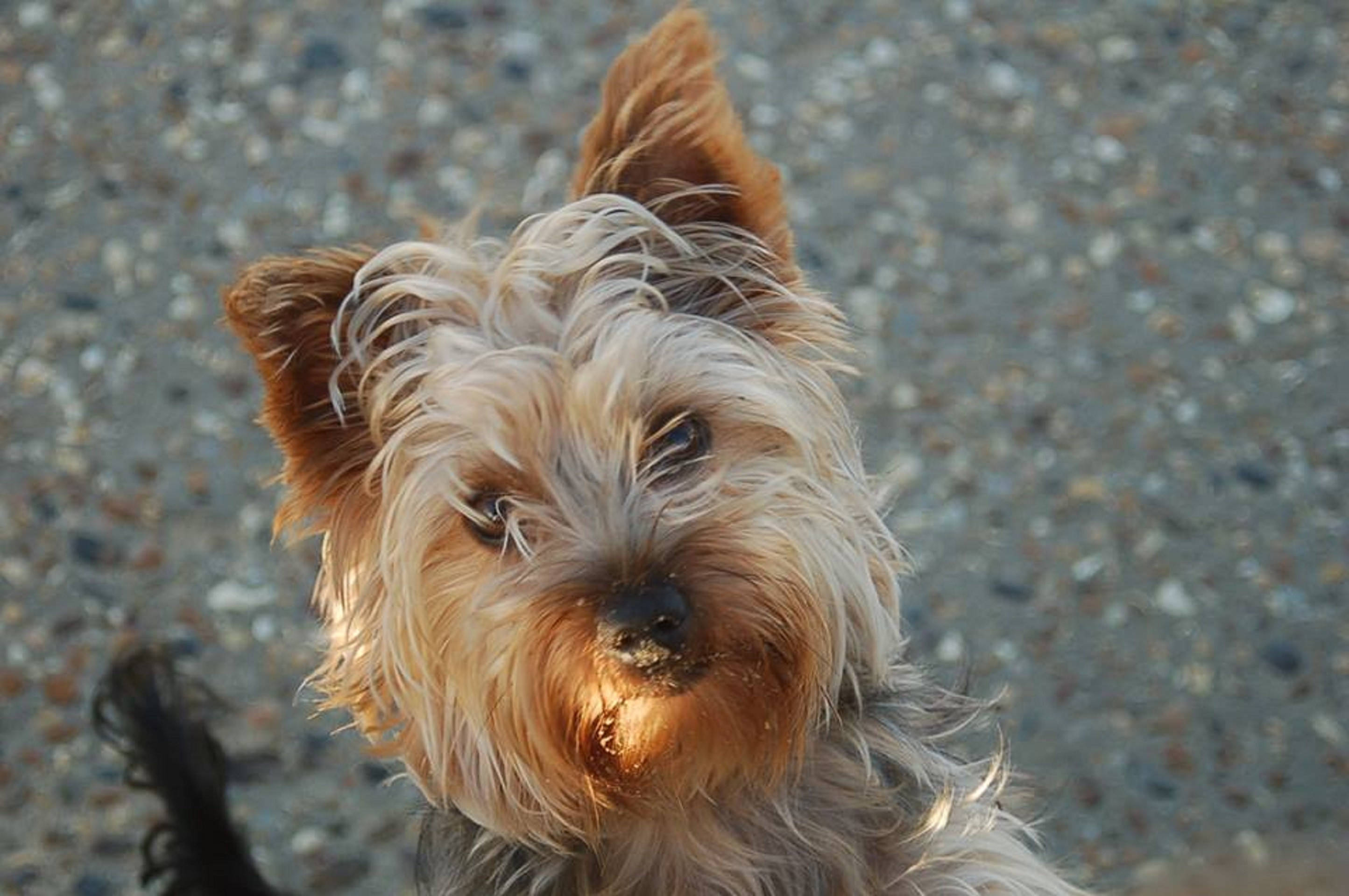 Terrier 桌布 壁紙 — 一隻毛茸茸的金色約克夏㹴，擁有金色毛髮和明亮的眼睛，在碎石地上向上看著鏡頭的特寫。