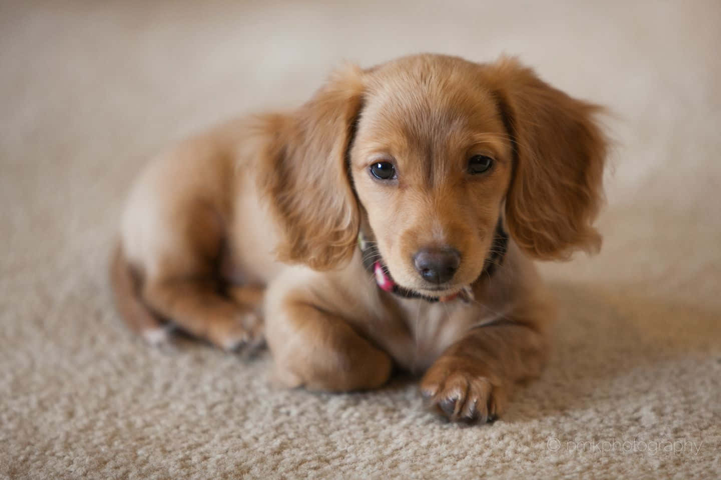 Dachshund Puppy 桌布 壁紙 — 一隻毛茸茸的金色臘腸犬幼犬躺在米色地毯上，用大大的深色眼睛直視鏡頭。